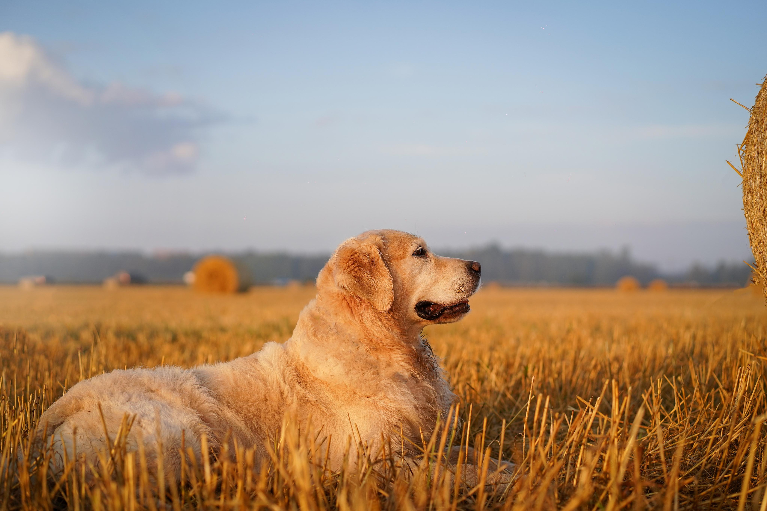 Настя и Арчи в полях. Фотограф-анималист в Санкт-Петербурге Яна Мартынова