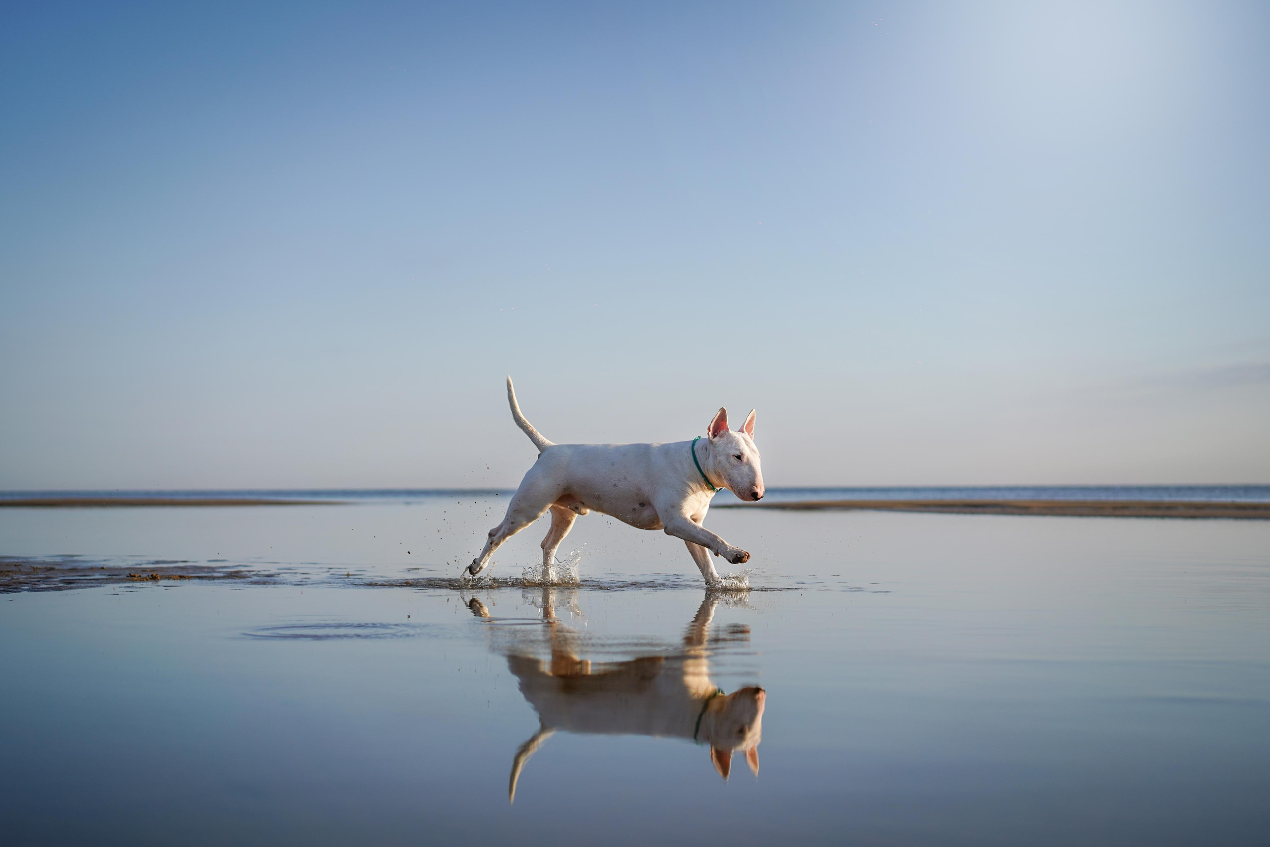 Настя Рома и Сахар. Фотограф-анималист в Санкт-Петербурге Яна Мартынова