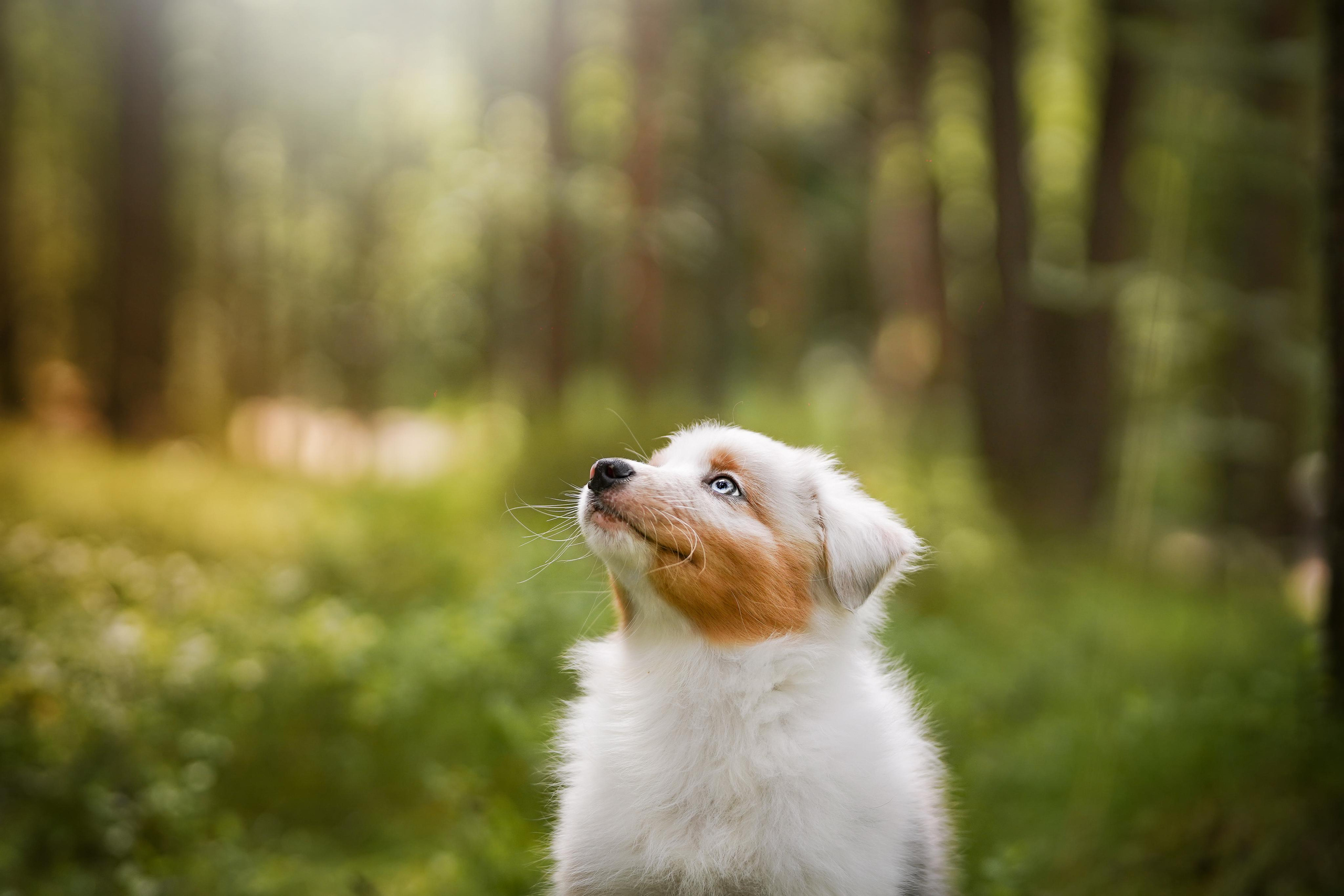 Щены аусси. Фотограф-анималист в Санкт-Петербурге Яна Мартынова