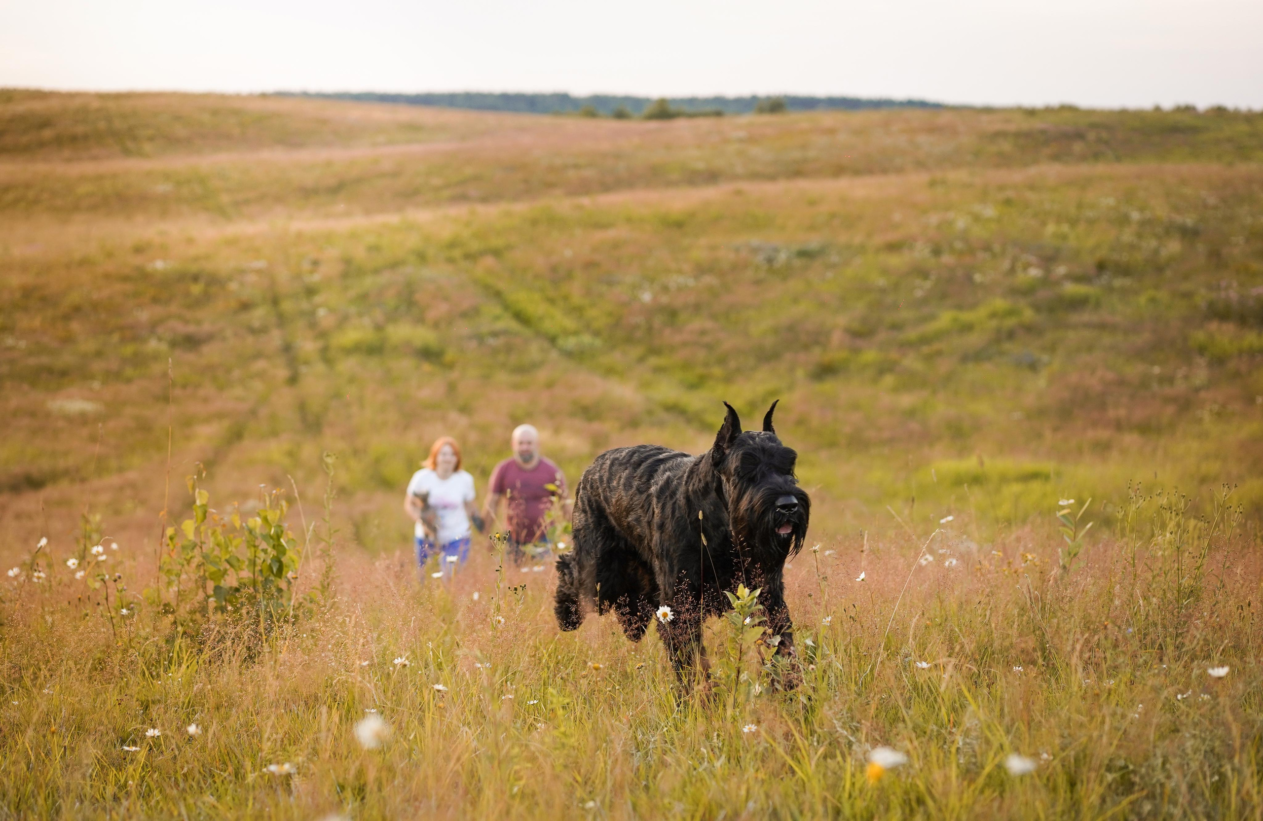 Оля Миша и песели. Фотограф-анималист в Санкт-Петербурге Яна Мартынова