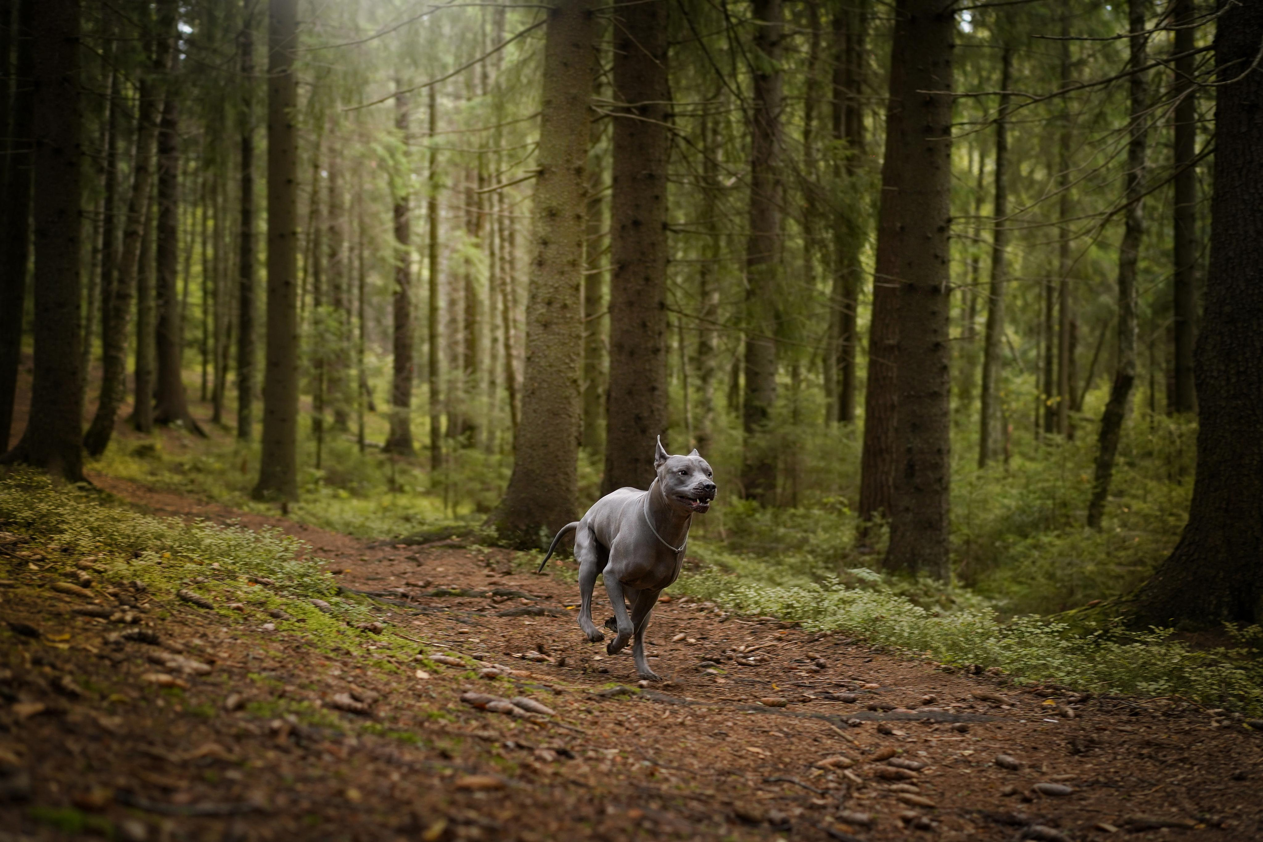 Юля Дима Грей и Тоффи. Фотограф-анималист в Санкт-Петербурге Яна Мартынова