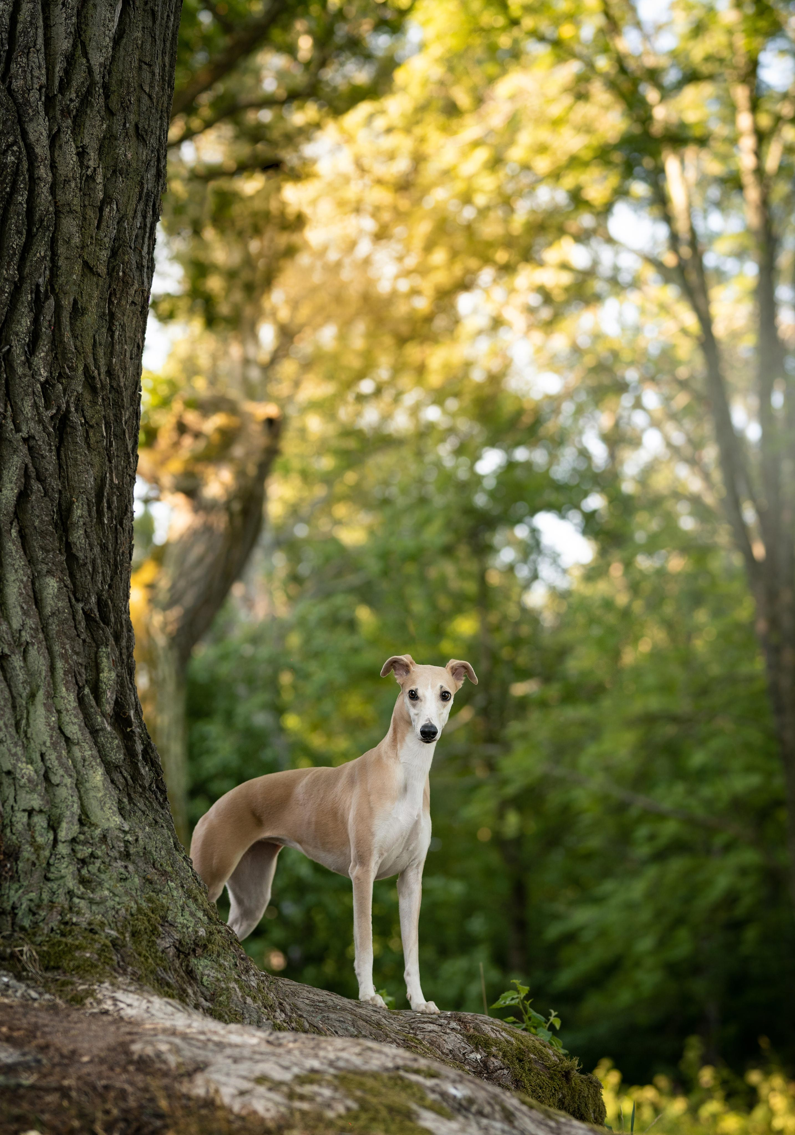 Экстерьерная съемка 2023. Фотограф-анималист в Санкт-Петербурге Яна Мартынова