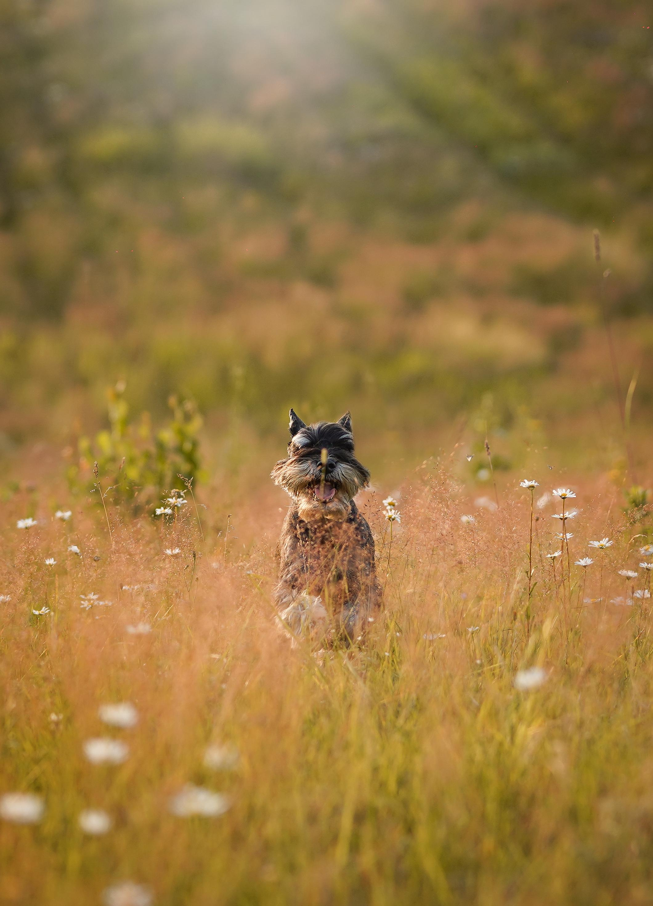 Оля Миша и песели. Фотограф-анималист в Санкт-Петербурге Яна Мартынова