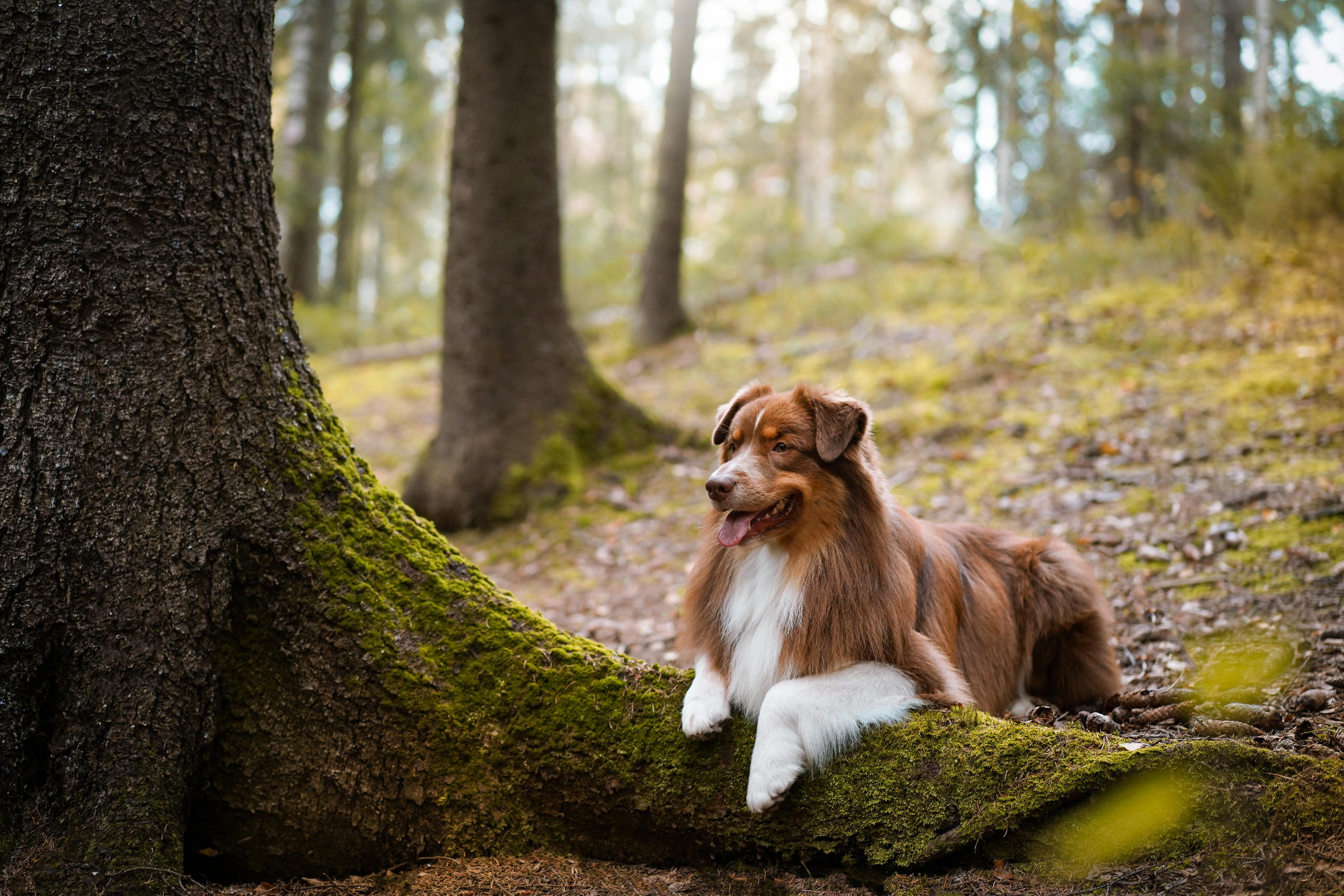 Кристина Рокки и Блэки. Фотограф-анималист в Санкт-Петербурге Яна Мартынова