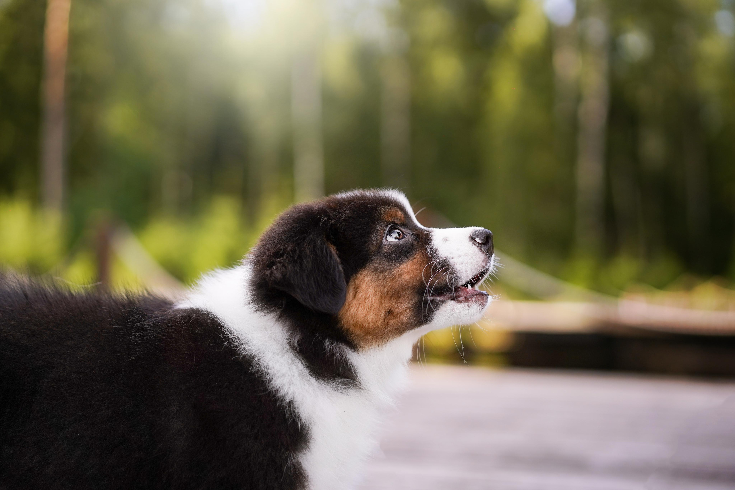 Щены аусси. Фотограф-анималист в Санкт-Петербурге Яна Мартынова