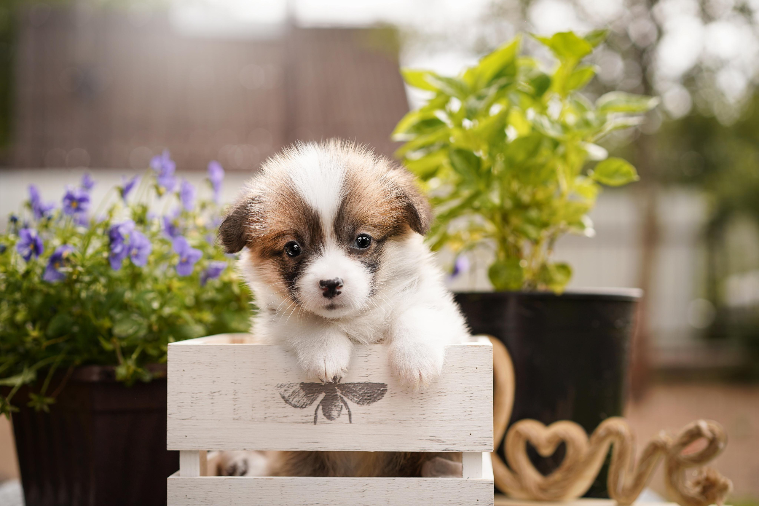 Щенки вельш-корги пемброк. Фотограф-анималист в Санкт-Петербурге Яна Мартынова