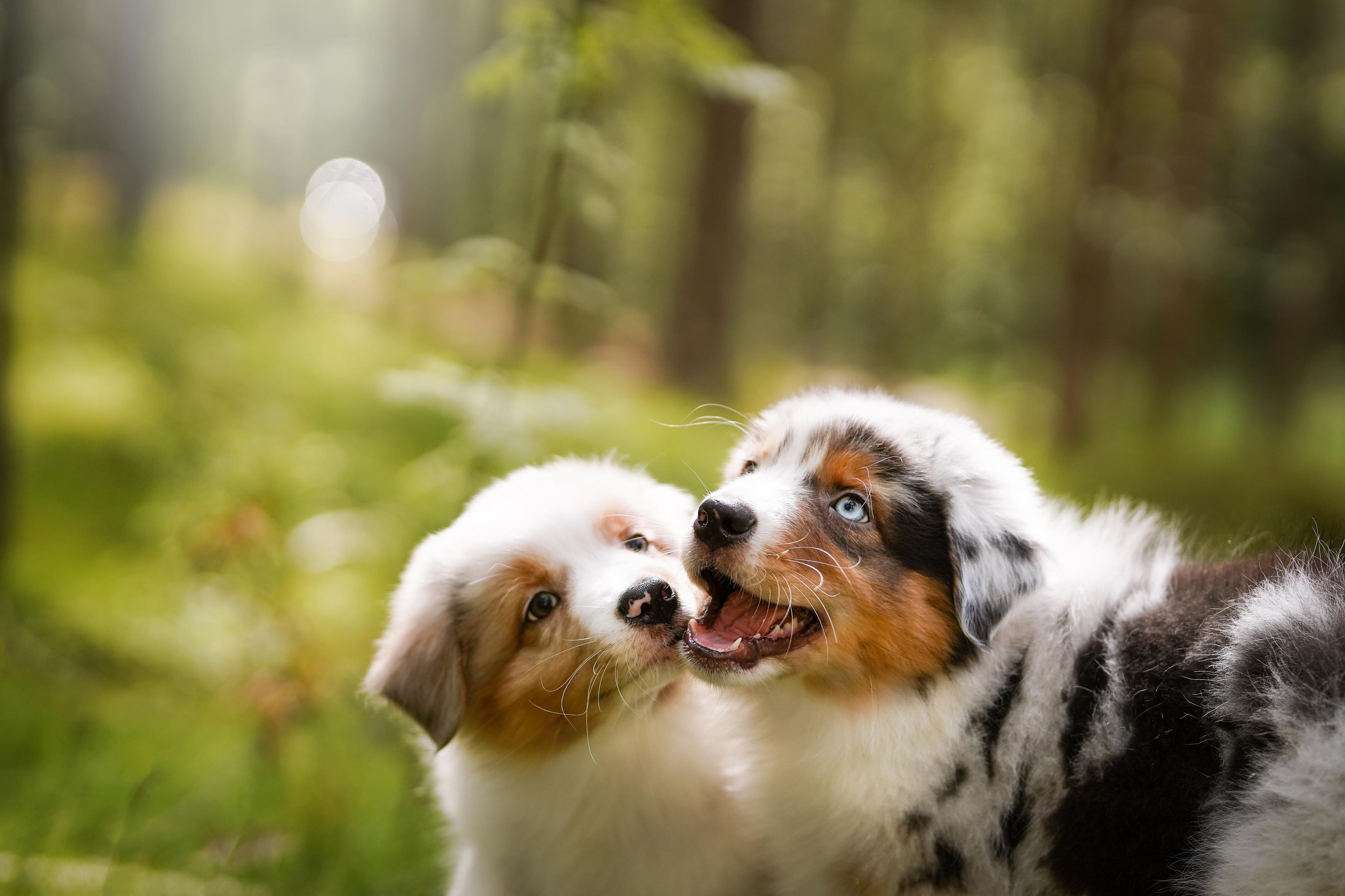 Щены аусси. Фотограф-анималист в Санкт-Петербурге Яна Мартынова