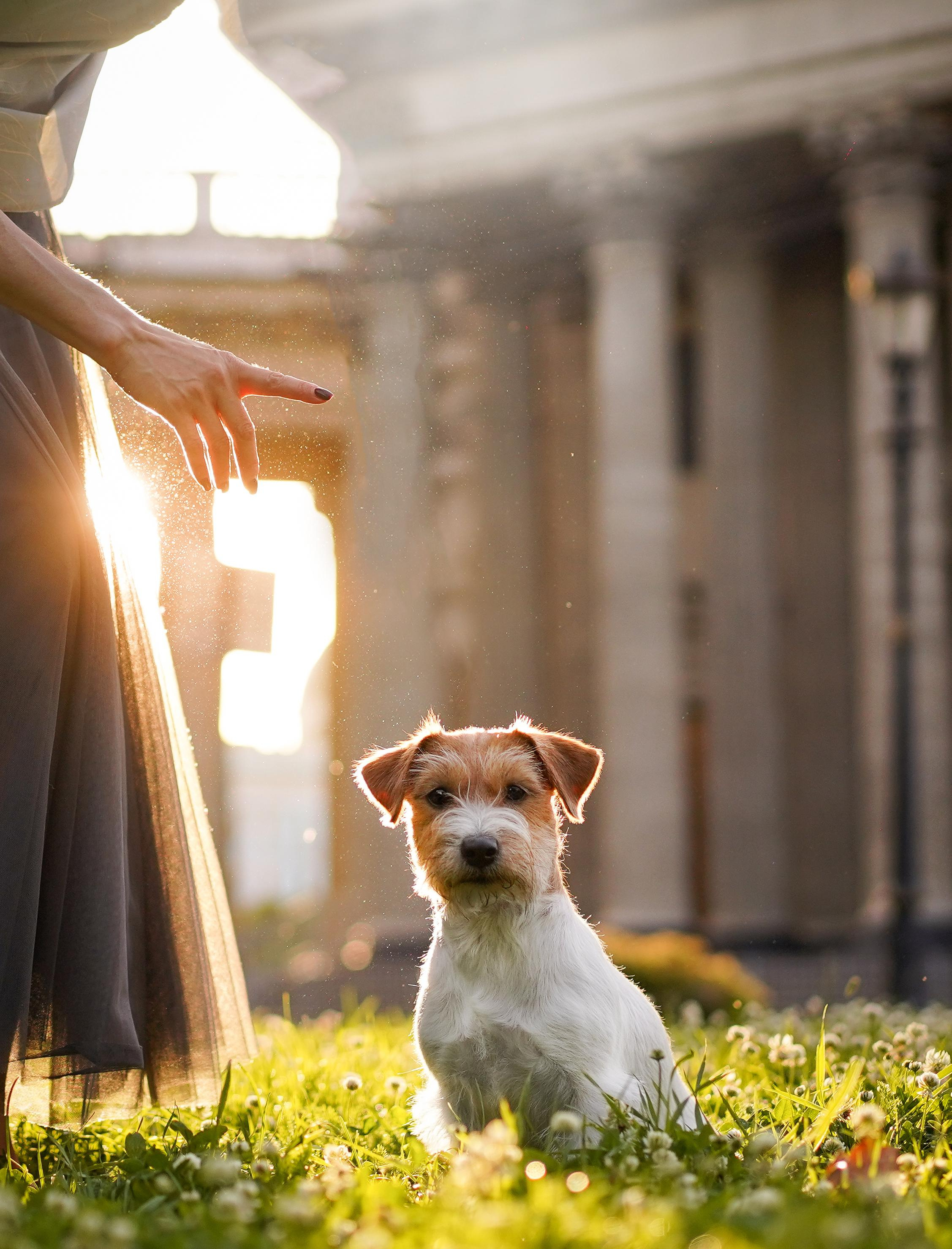 Андрей Ильгиза и Гая. Фотограф-анималист в Санкт-Петербурге Яна Мартынова