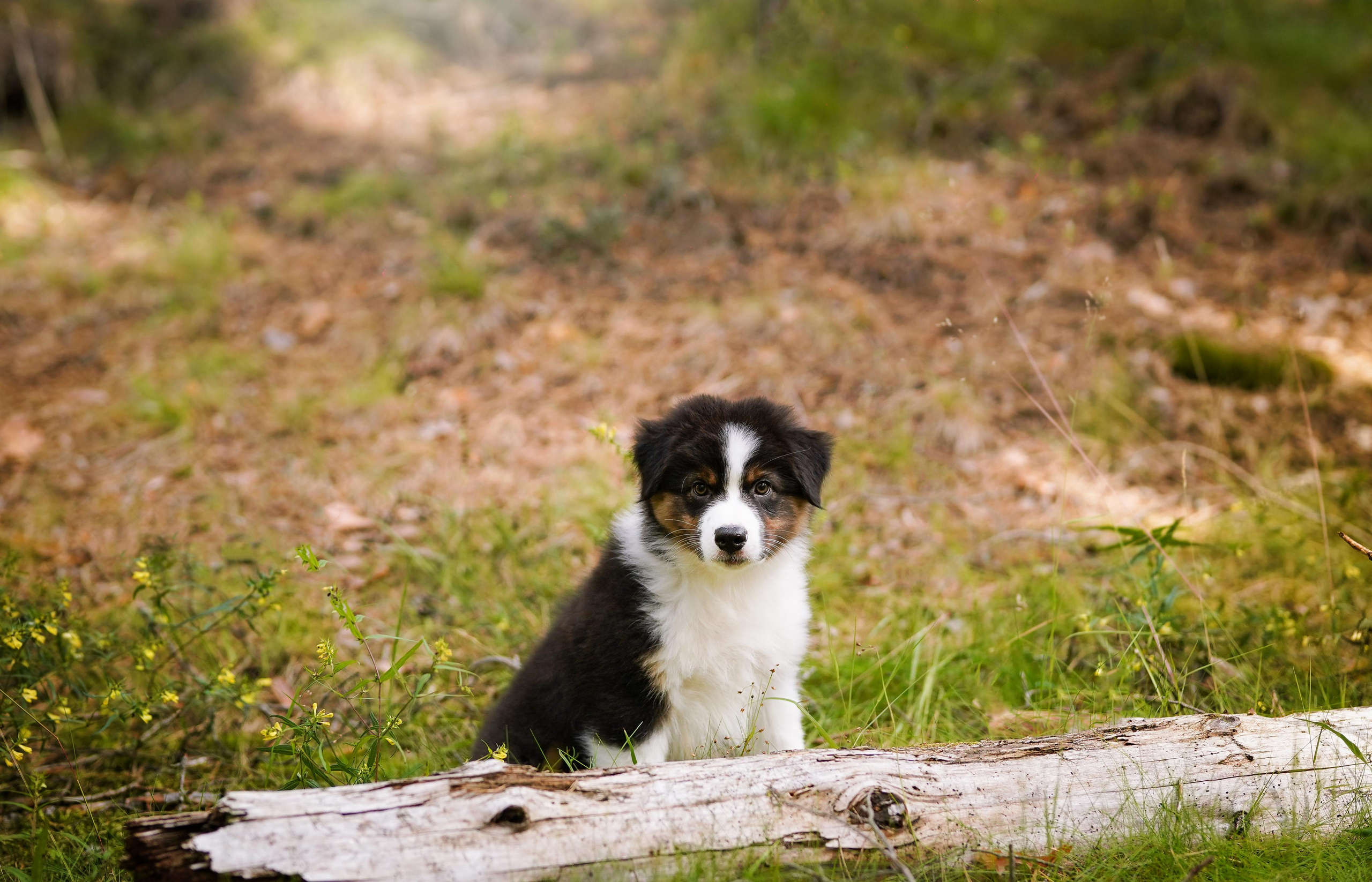 Щены аусси. Фотограф-анималист в Санкт-Петербурге Яна Мартынова