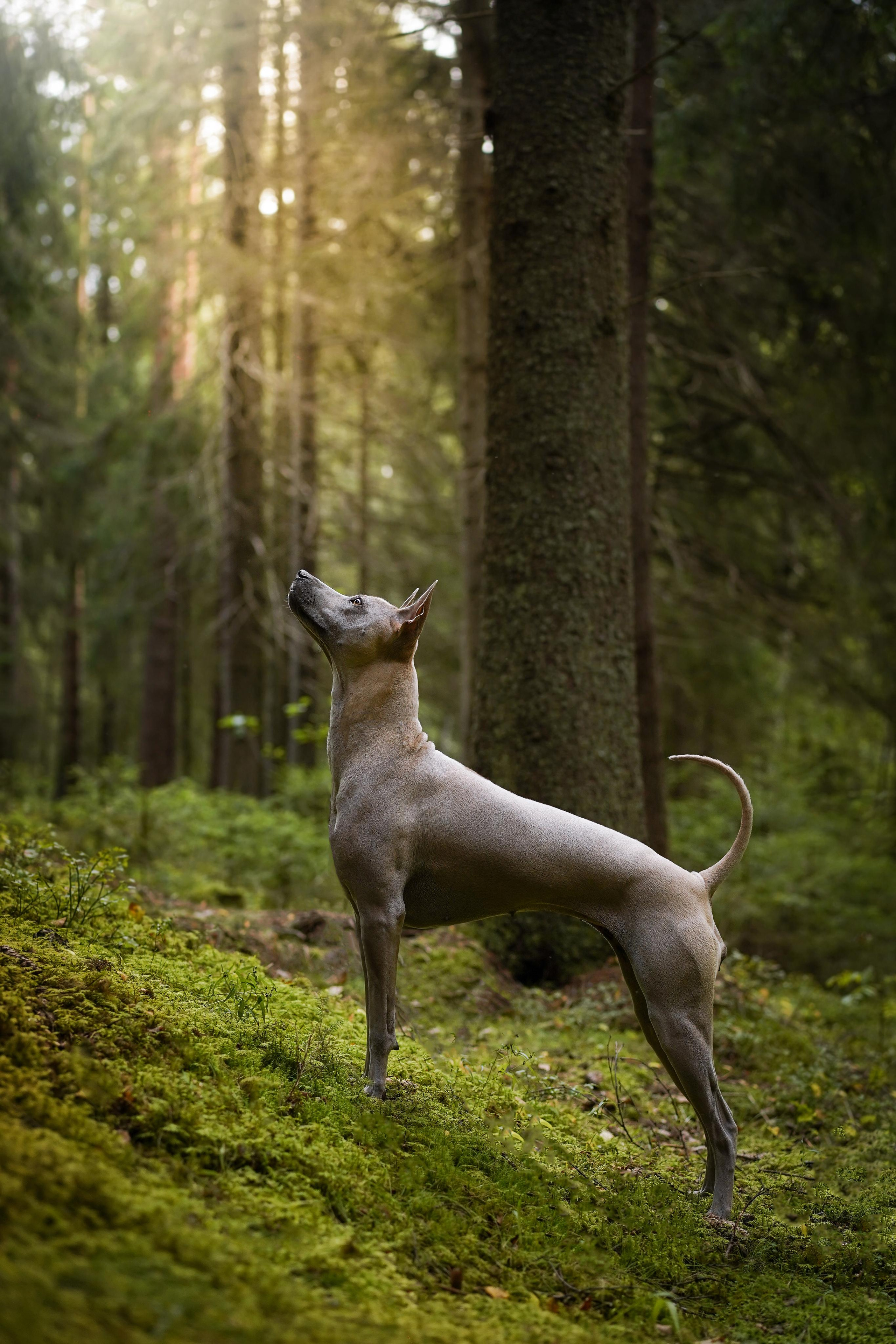 Юля Дима Грей и Тоффи. Фотограф-анималист в Санкт-Петербурге Яна Мартынова