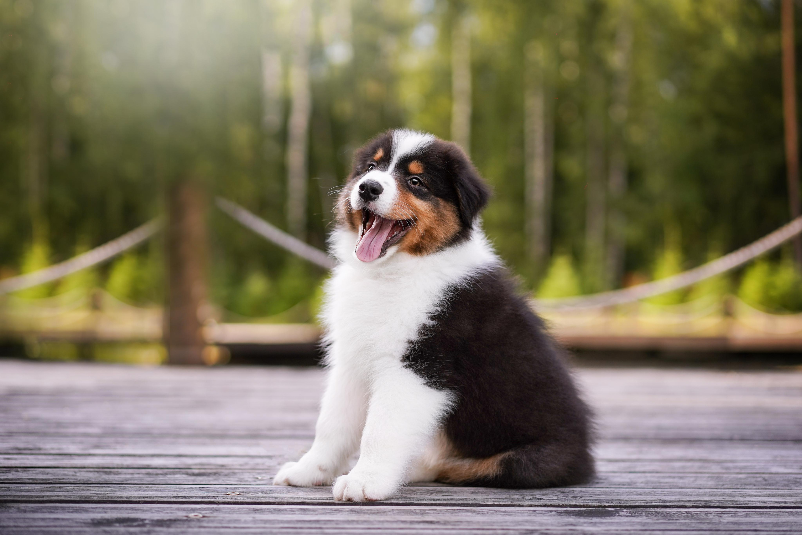 Щены аусси. Фотограф-анималист в Санкт-Петербурге Яна Мартынова