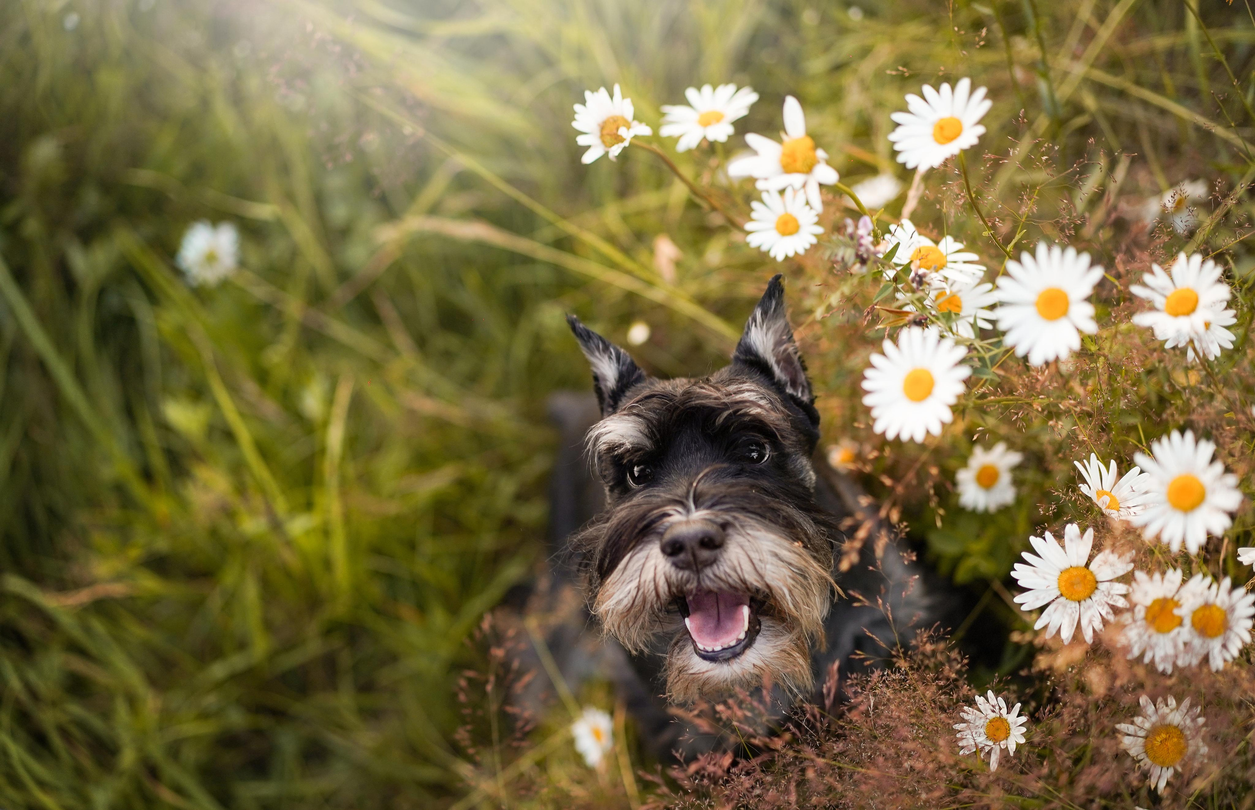 Оля Миша и песели. Фотограф-анималист в Санкт-Петербурге Яна Мартынова