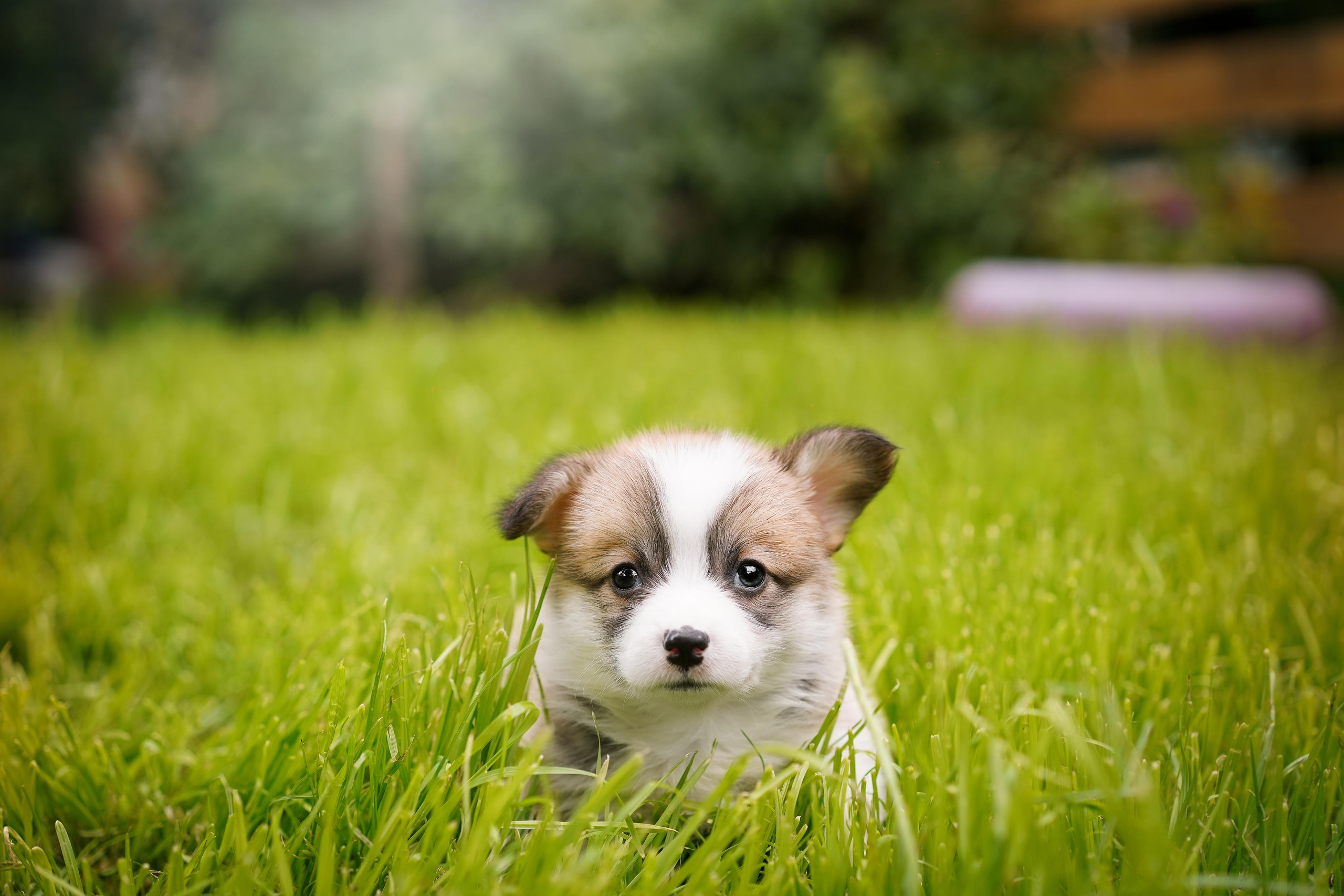 Щенки вельш-корги пемброк. Фотограф-анималист в Санкт-Петербурге Яна Мартынова