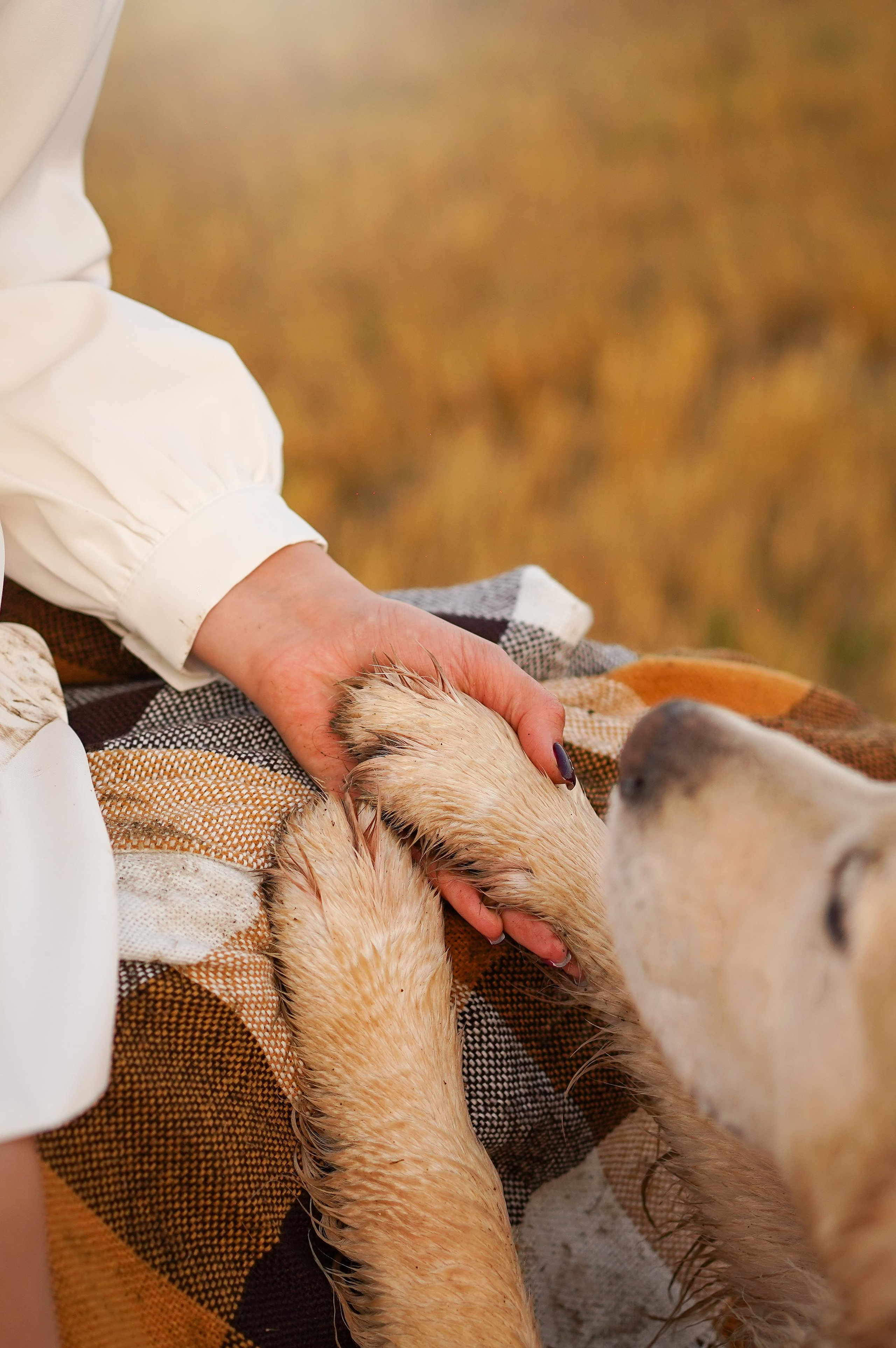Настя и Арчи в полях. Фотограф-анималист в Санкт-Петербурге Яна Мартынова