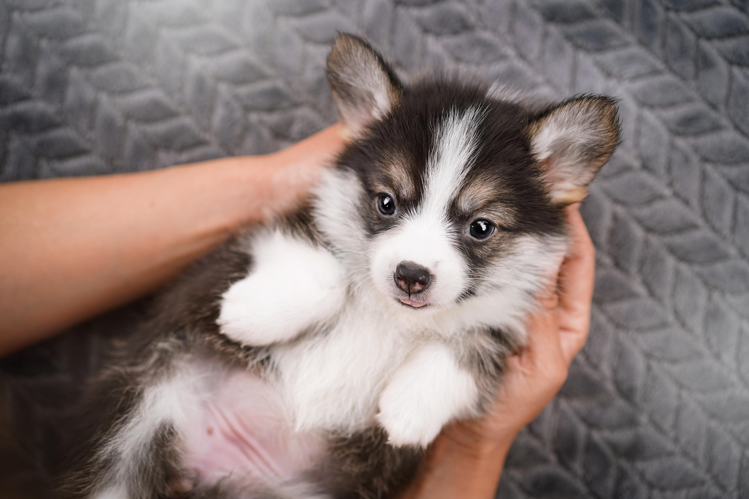 Щенки вельш-корги пемброк. Фотограф-анималист в Санкт-Петербурге Яна Мартынова
