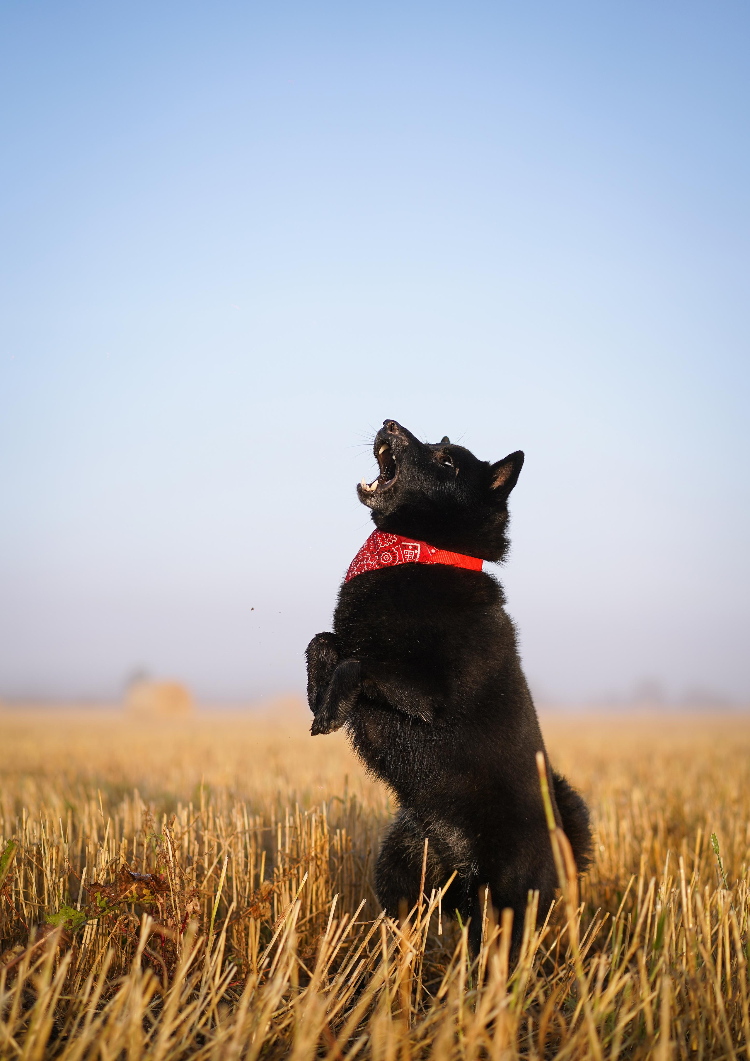 Аня и Арчи. Фотограф-анималист в Санкт-Петербурге Яна Мартынова