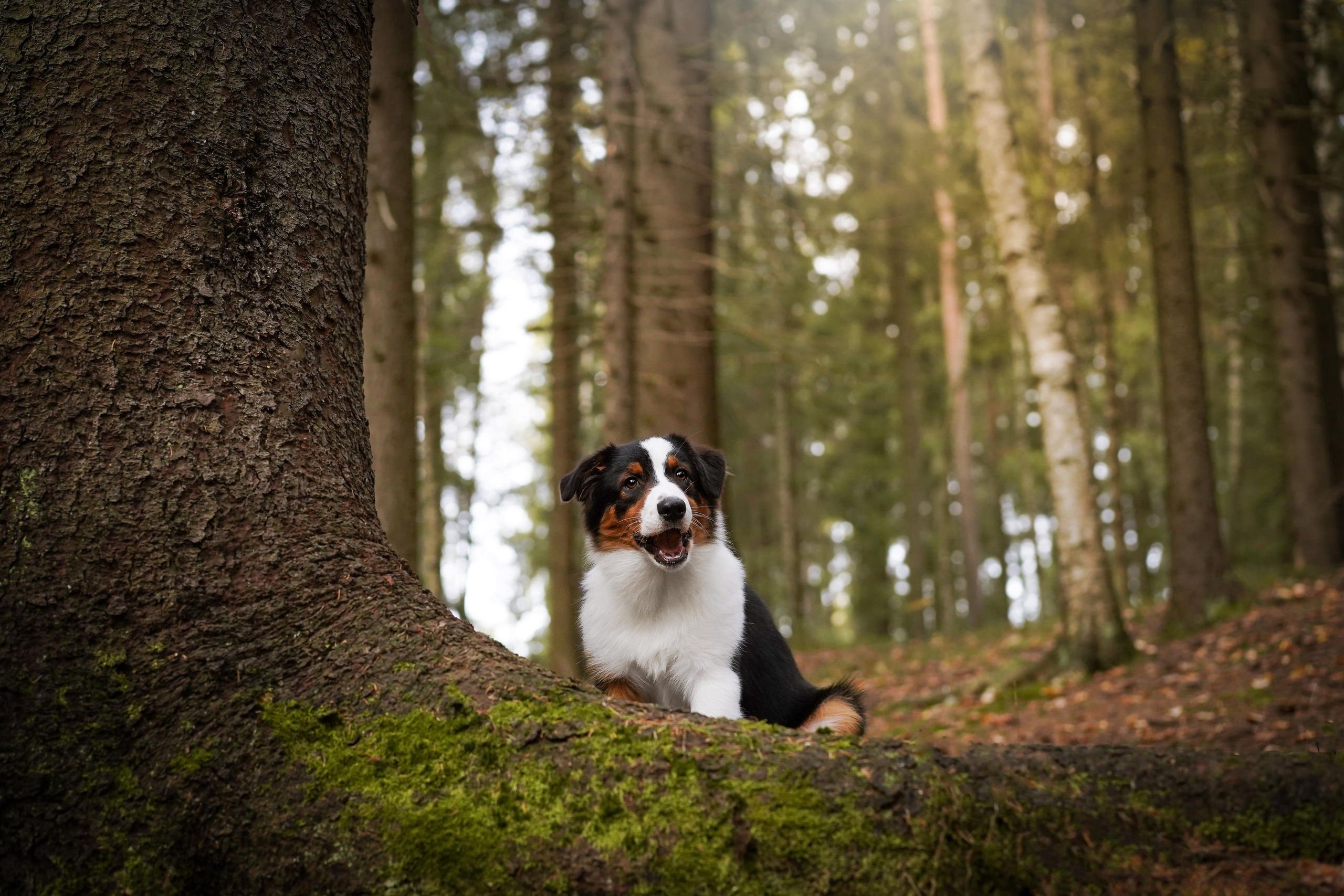Кристина Рокки и Блэки. Фотограф-анималист в Санкт-Петербурге Яна Мартынова