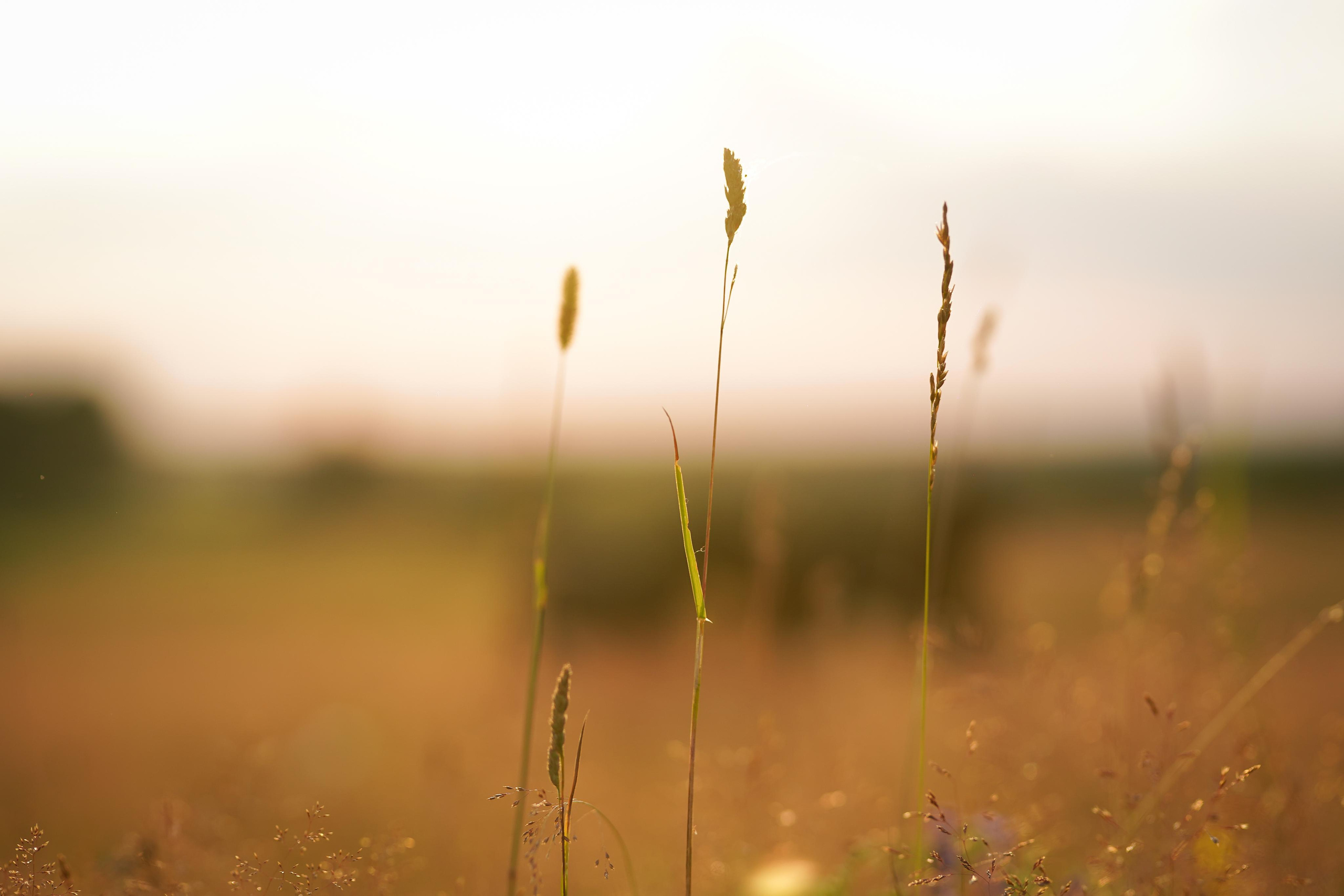 Оля Миша и песели. Фотограф-анималист в Санкт-Петербурге Яна Мартынова