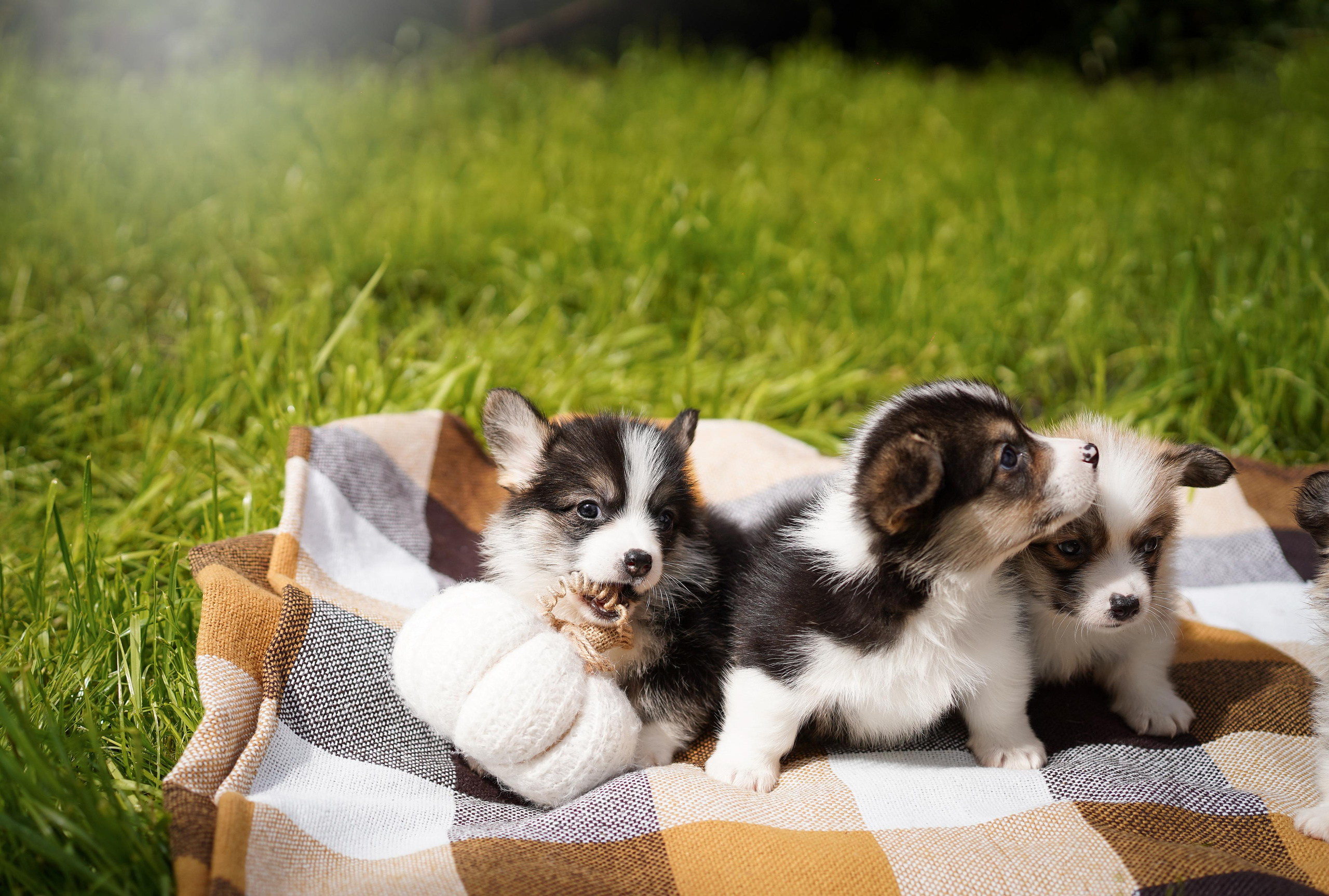 Щенки вельш-корги пемброк. Фотограф-анималист в Санкт-Петербурге Яна Мартынова