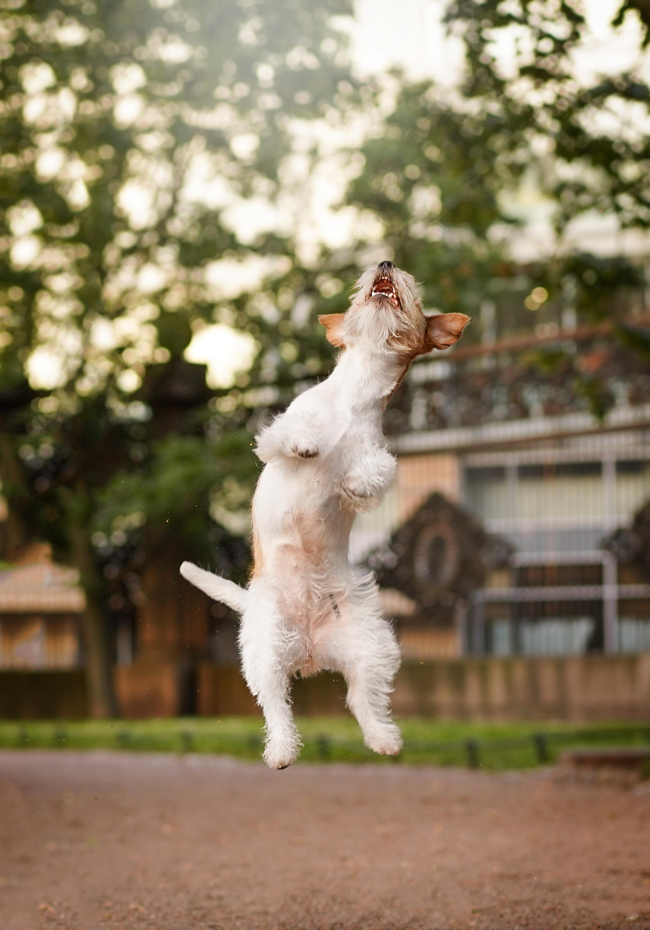 Андрей Ильгиза и Гая. Фотограф-анималист в Санкт-Петербурге Яна Мартынова