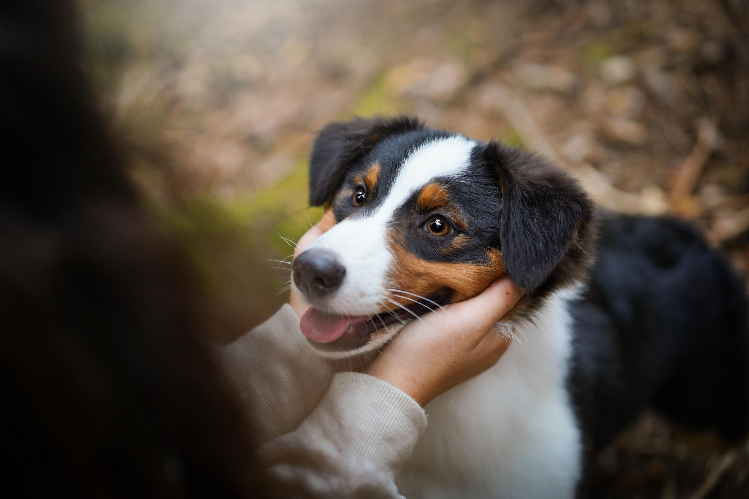 Кристина Рокки и Блэки. Фотограф-анималист в Санкт-Петербурге Яна Мартынова