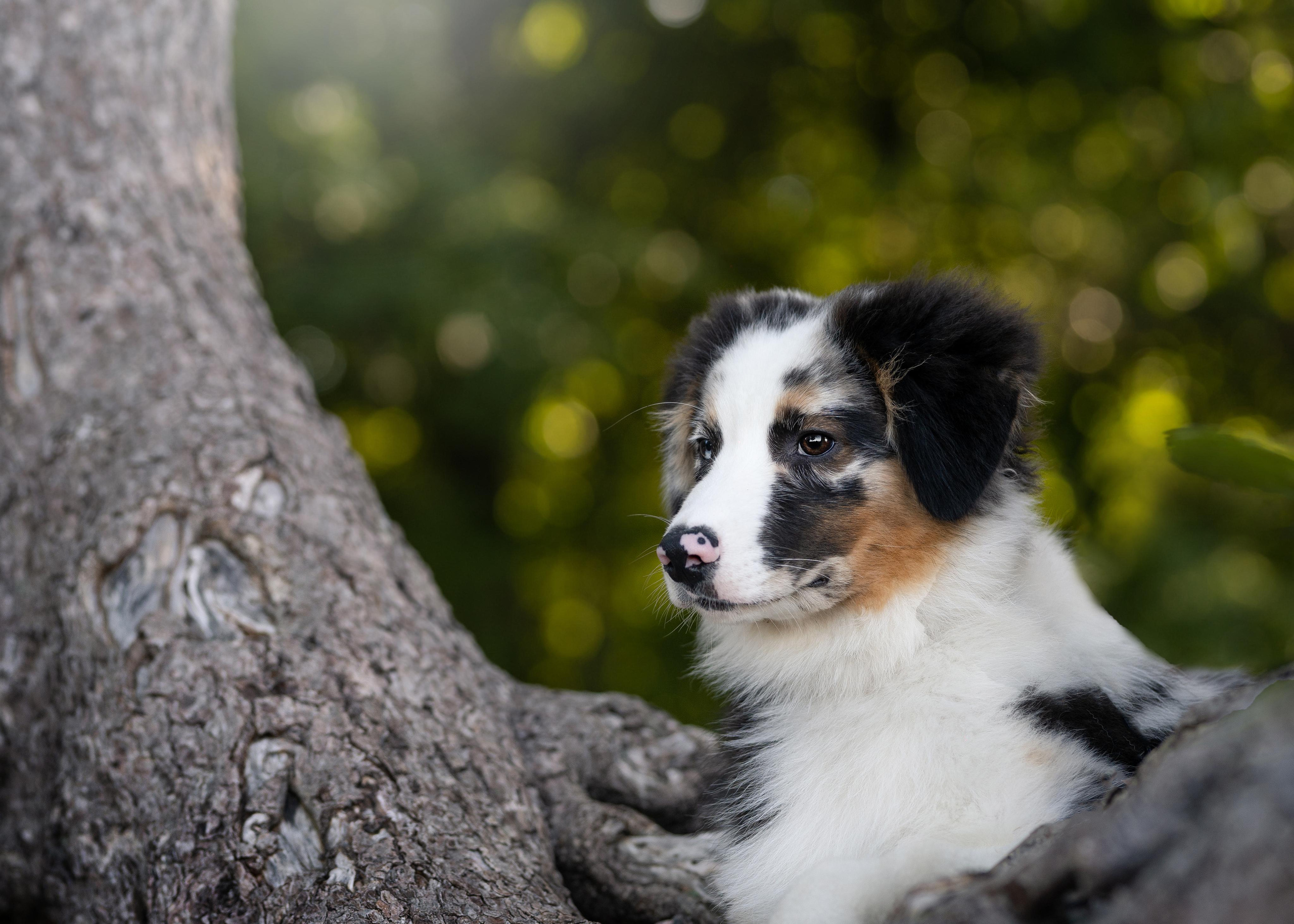 Экстерьерная съемка 2023. Фотограф-анималист в Санкт-Петербурге Яна Мартынова