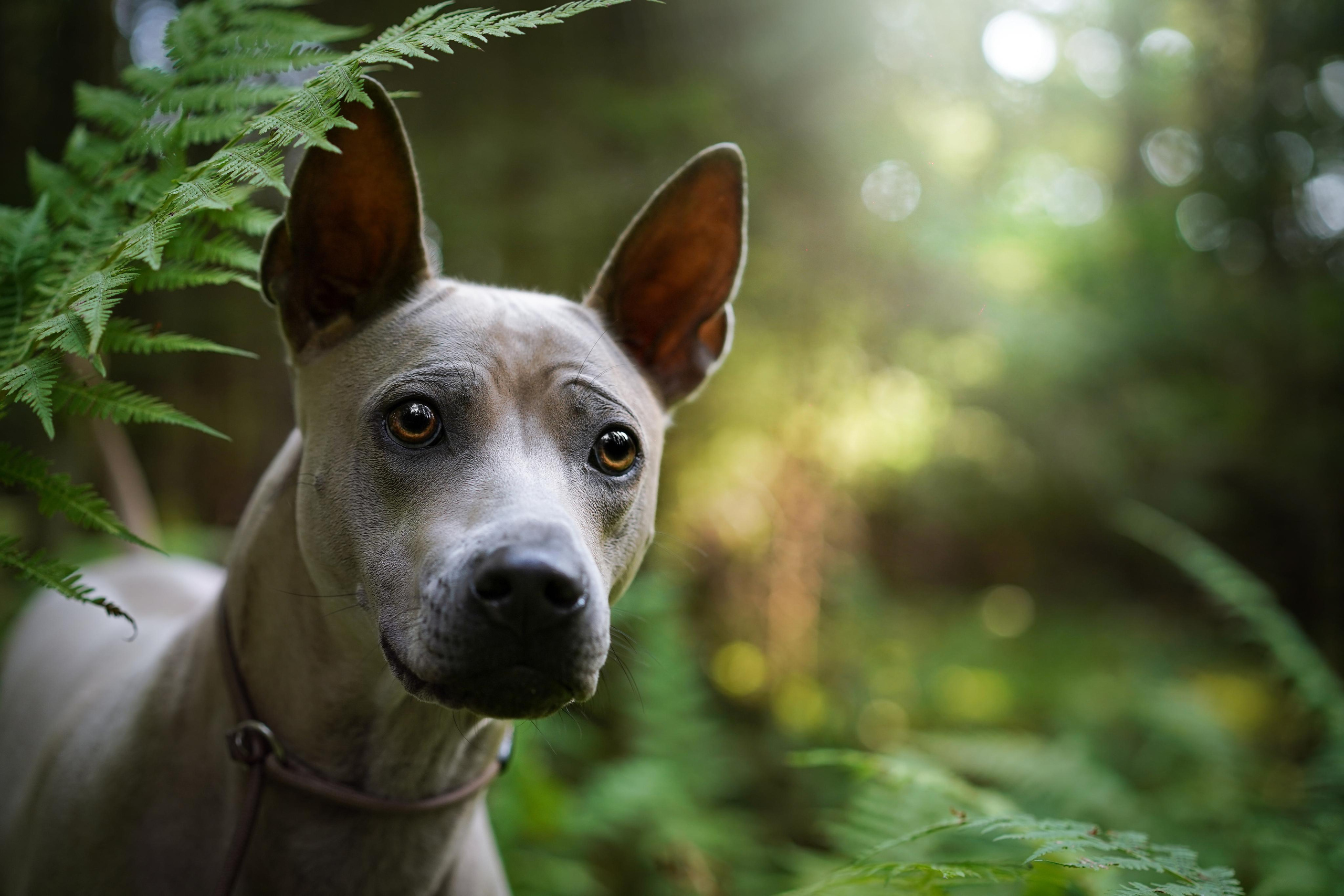 Юля Дима Грей и Тоффи. Фотограф-анималист в Санкт-Петербурге Яна Мартынова