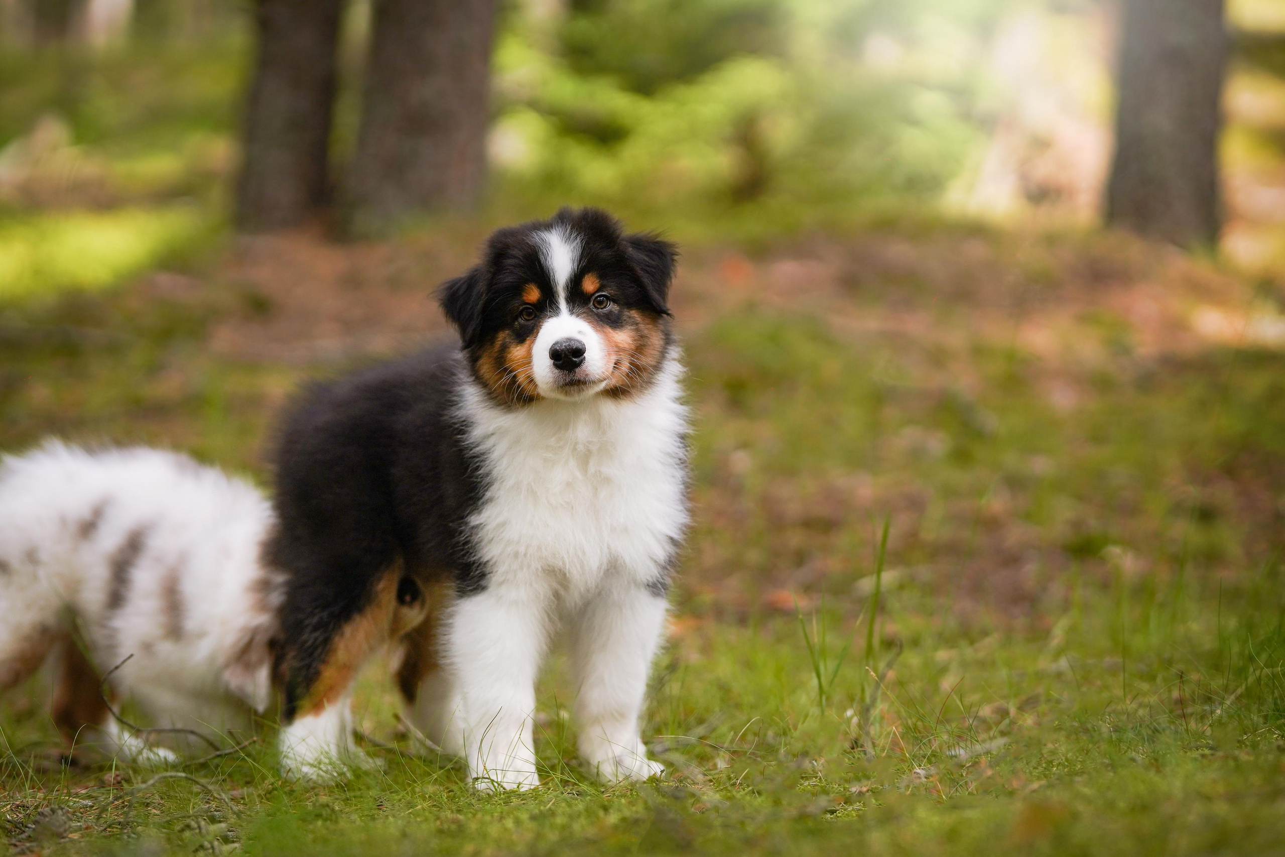 Щены аусси. Фотограф-анималист в Санкт-Петербурге Яна Мартынова