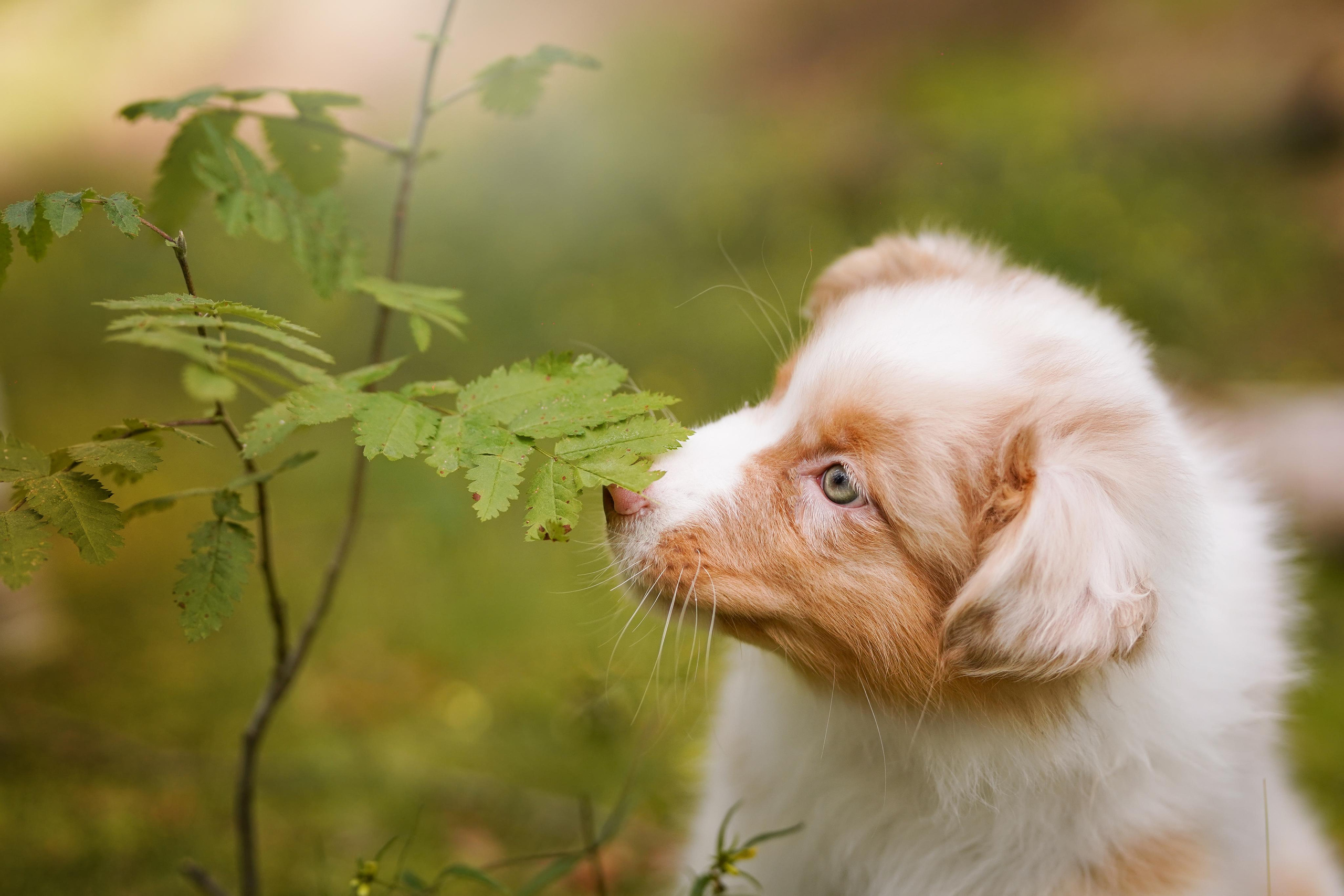 Щены аусси. Фотограф-анималист в Санкт-Петербурге Яна Мартынова