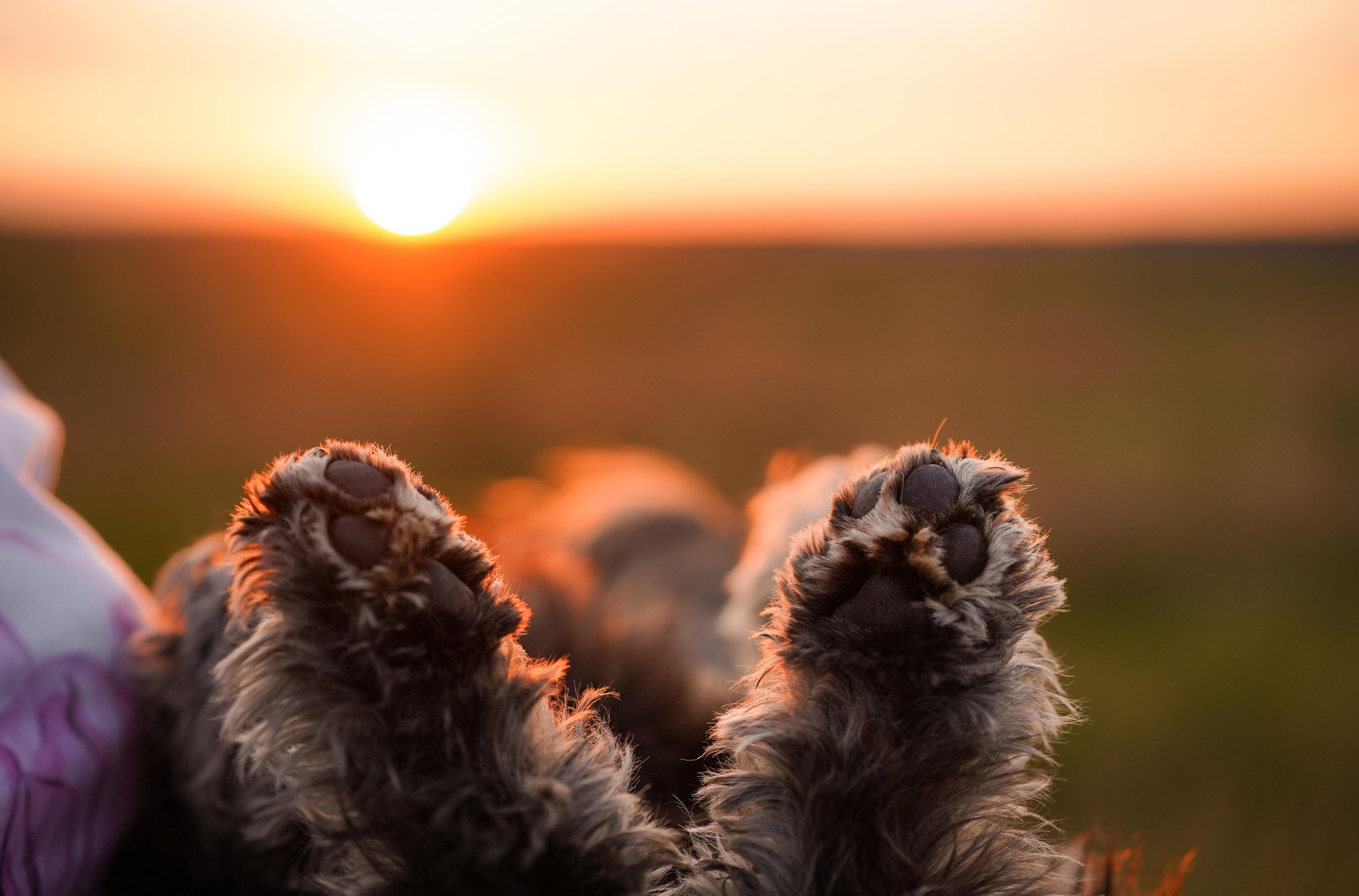 Оля Миша и песели. Фотограф-анималист в Санкт-Петербурге Яна Мартынова