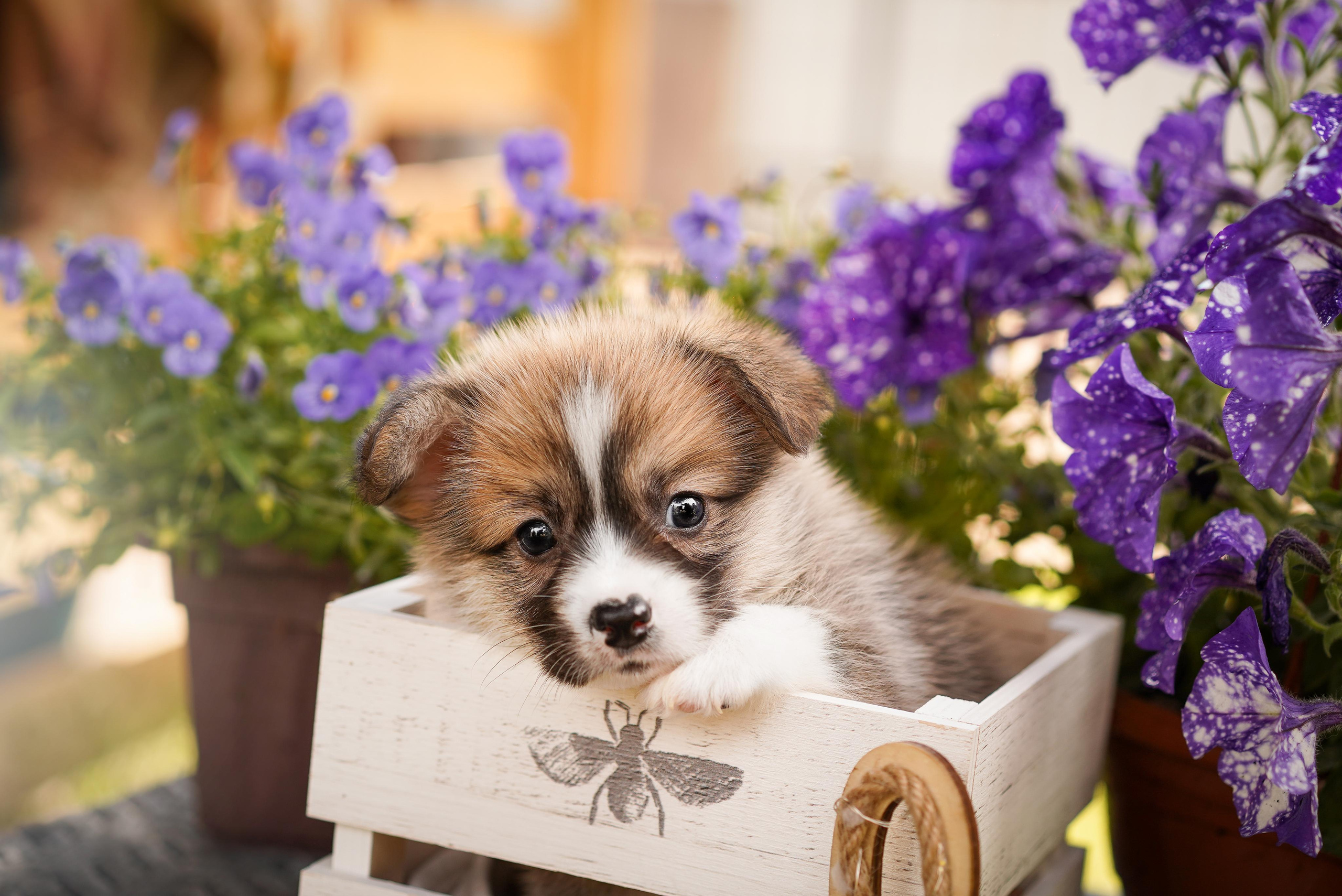 Щенки вельш-корги пемброк. Фотограф-анималист в Санкт-Петербурге Яна Мартынова