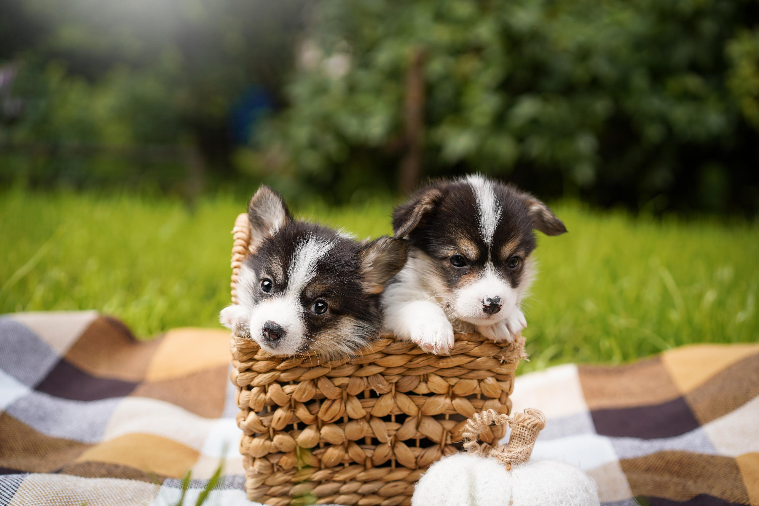 Щенки вельш-корги пемброк. Фотограф-анималист в Санкт-Петербурге Яна Мартынова