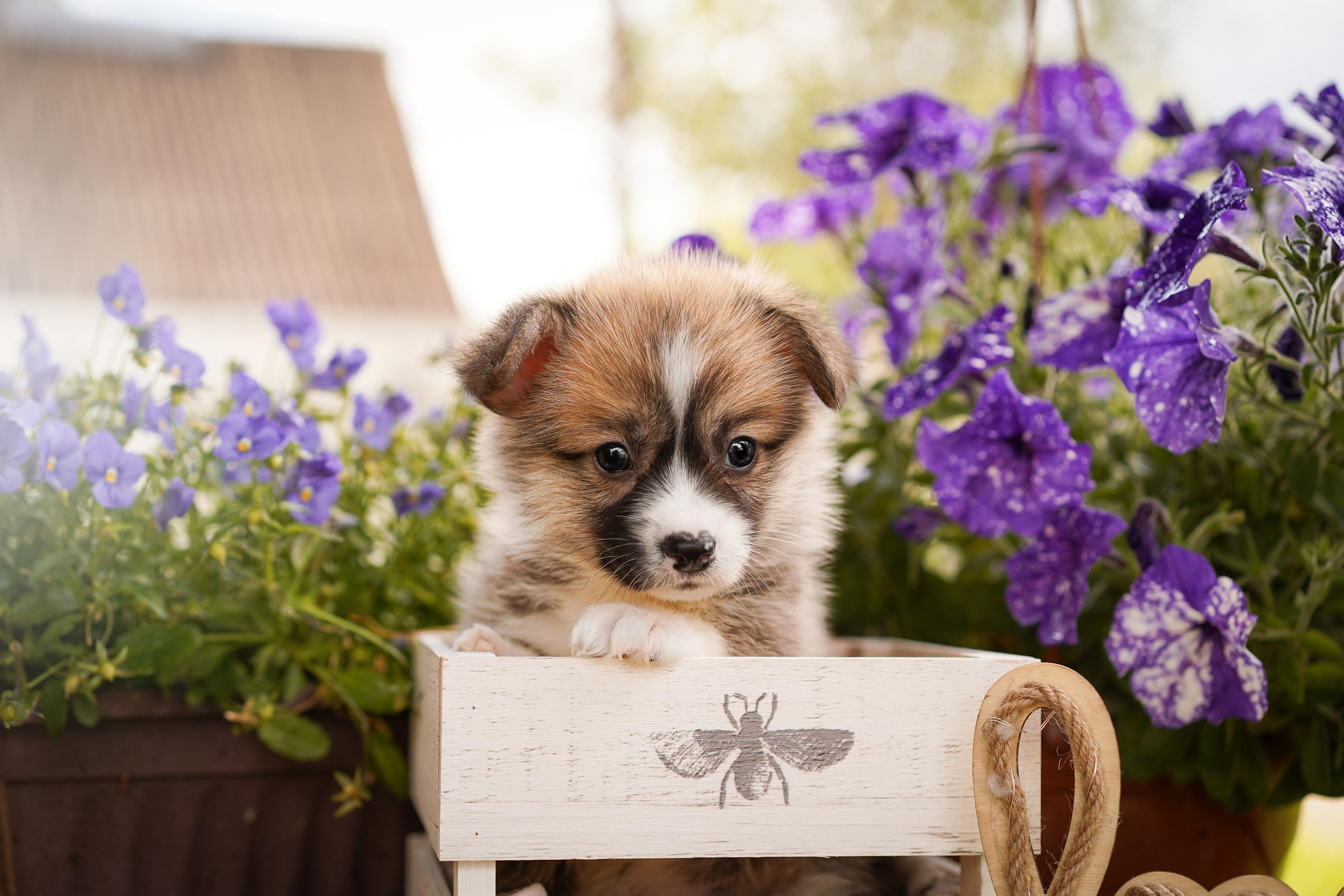 Щенки вельш-корги пемброк. Фотограф-анималист в Санкт-Петербурге Яна Мартынова