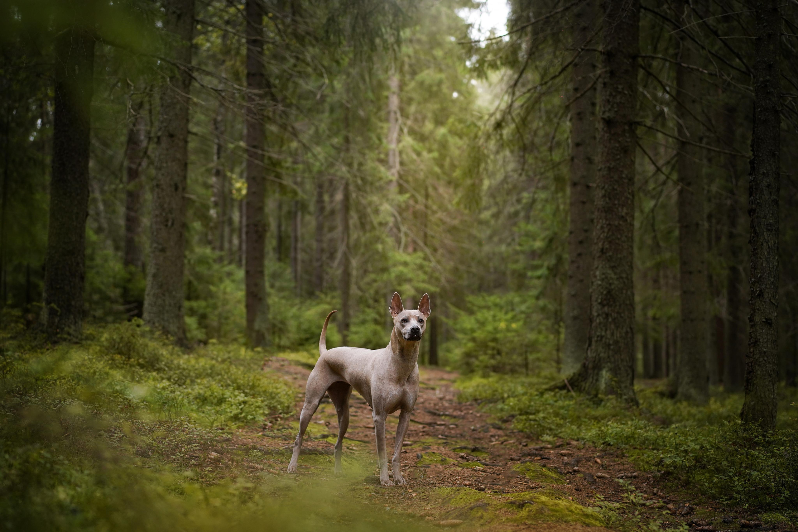 Юля Дима Грей и Тоффи. Фотограф-анималист в Санкт-Петербурге Яна Мартынова