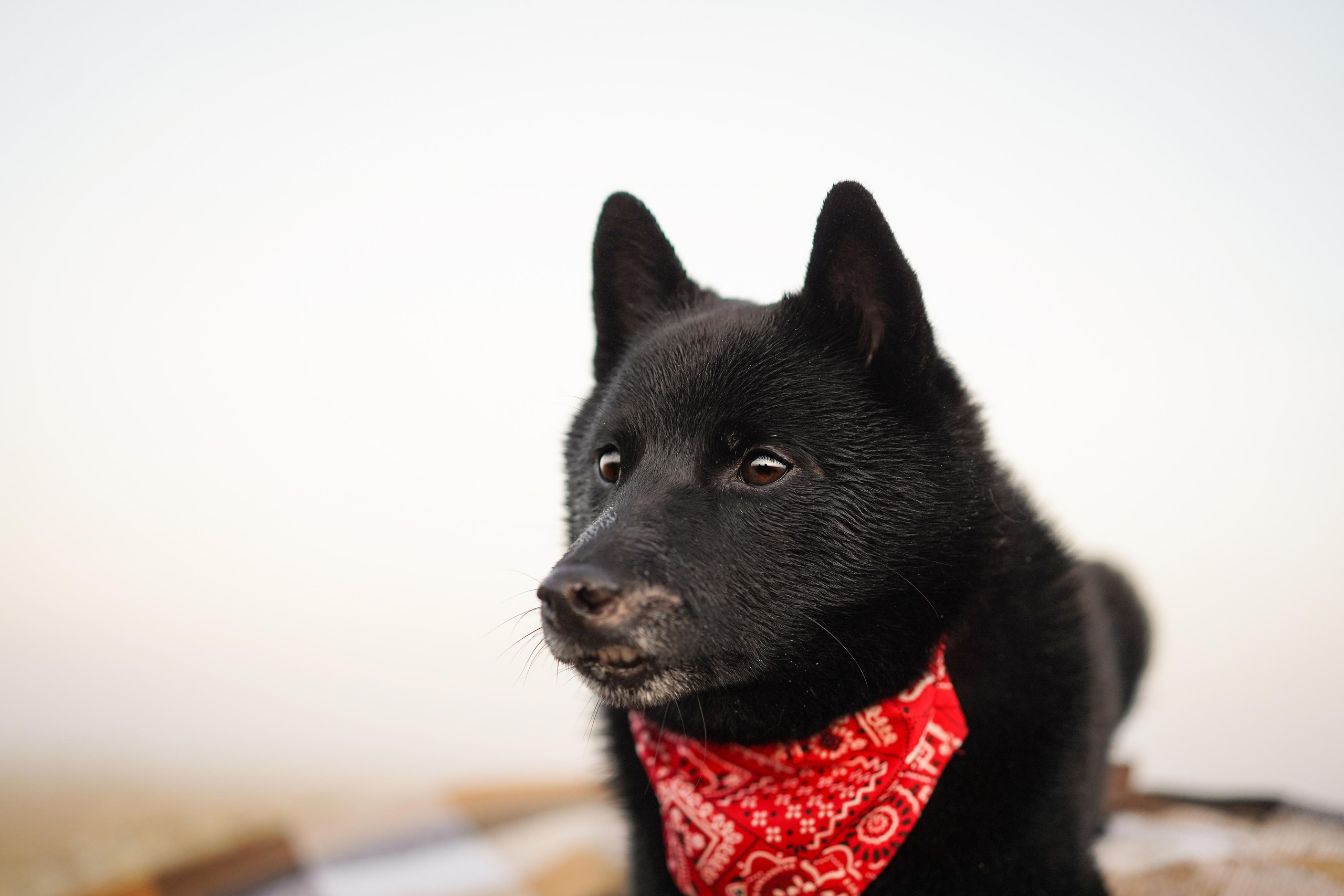 Аня и Арчи. Фотограф-анималист в Санкт-Петербурге Яна Мартынова