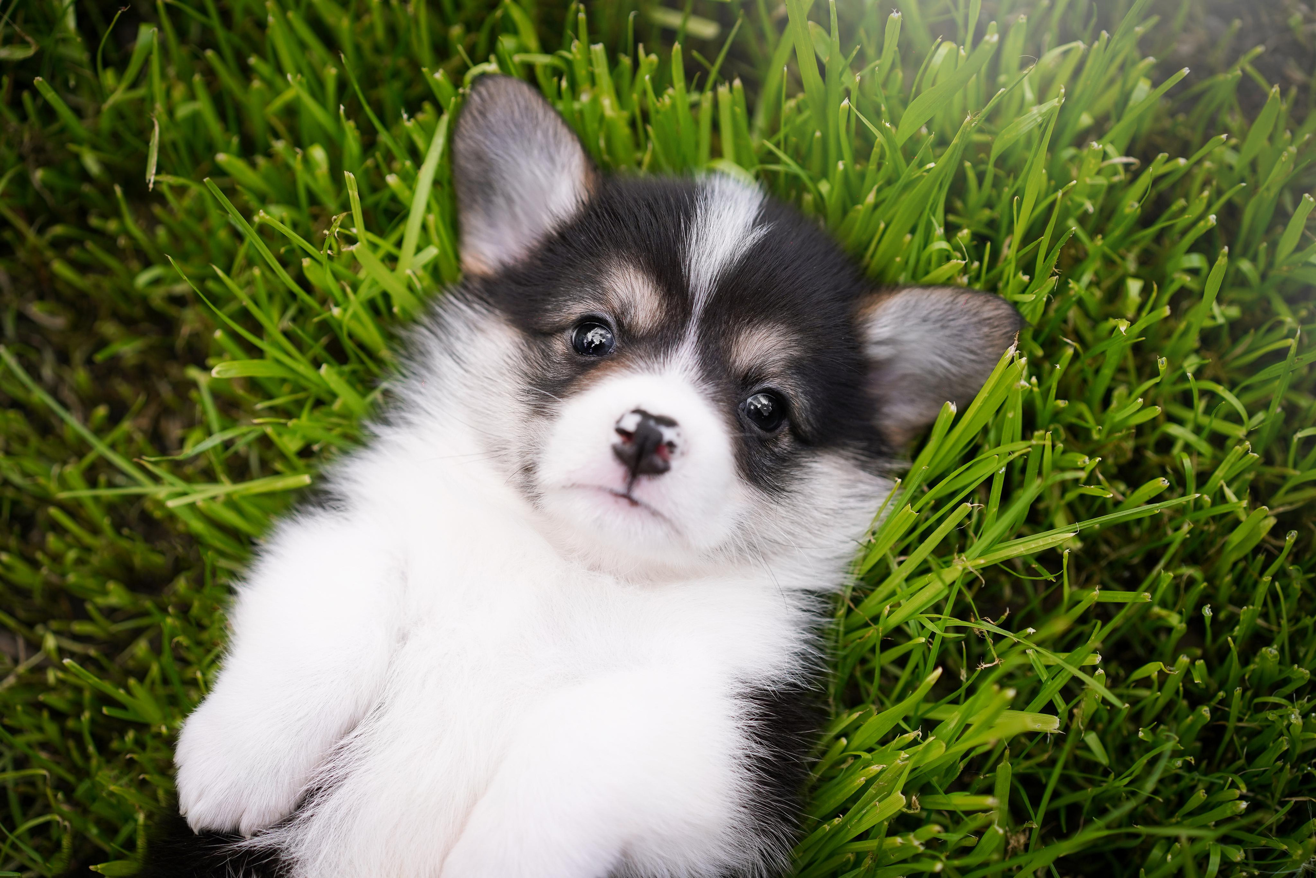Щенки вельш-корги пемброк. Фотограф-анималист в Санкт-Петербурге Яна Мартынова