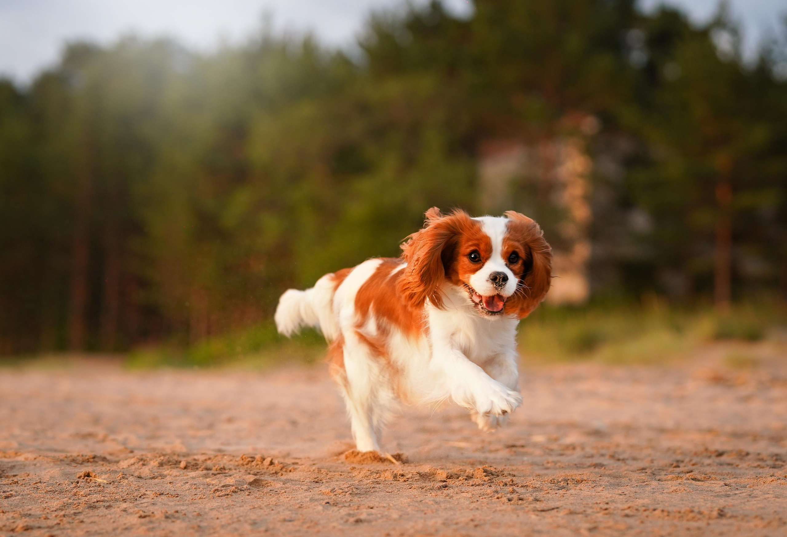Катя, Злата и Луна. Фотограф-анималист в Санкт-Петербурге Яна Мартынова