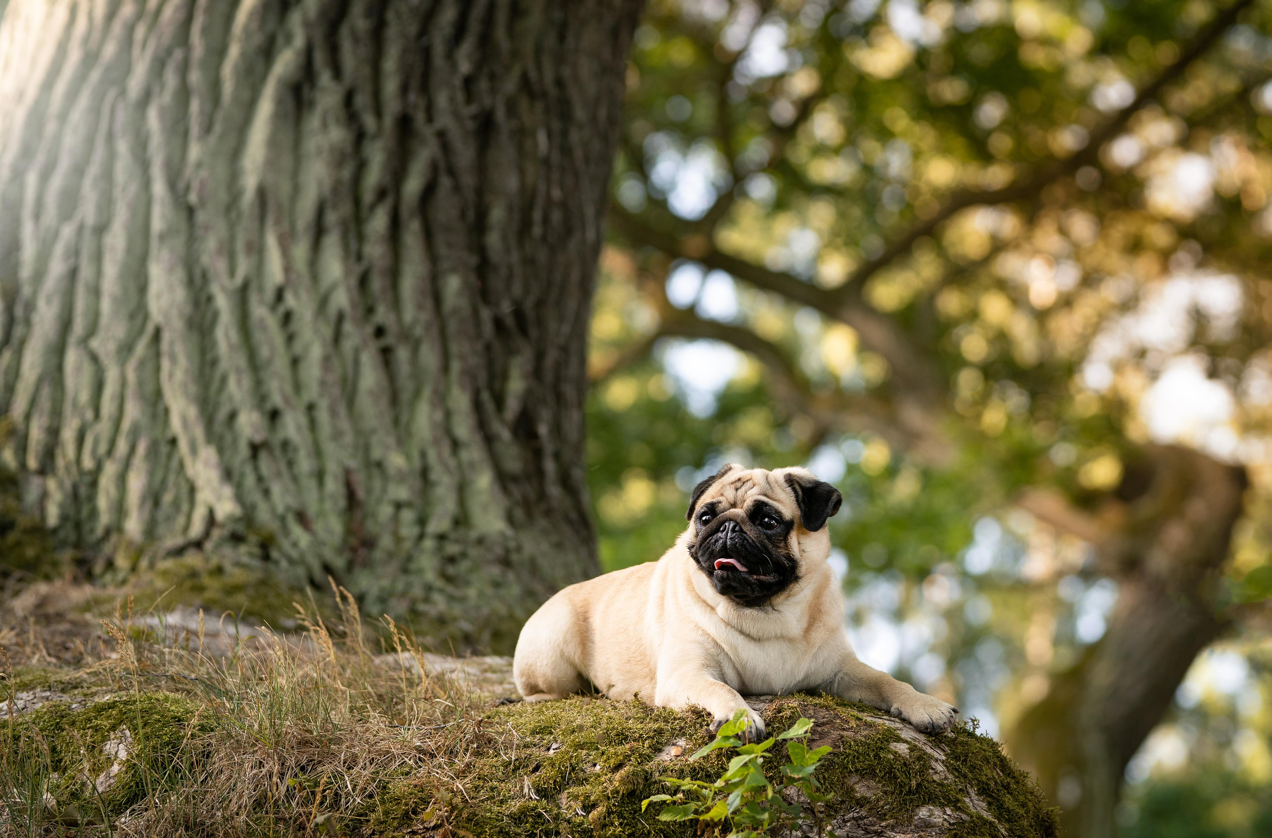 Экстерьерная съемка 2023. Фотограф-анималист в Санкт-Петербурге Яна Мартынова