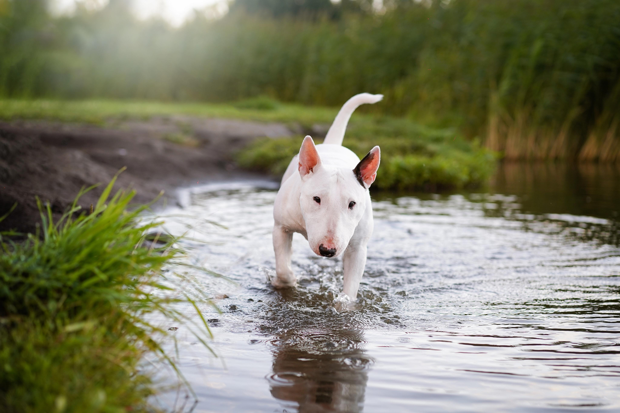 Таисия и Баля. Фотограф-анималист в Санкт-Петербурге Яна Мартынова
