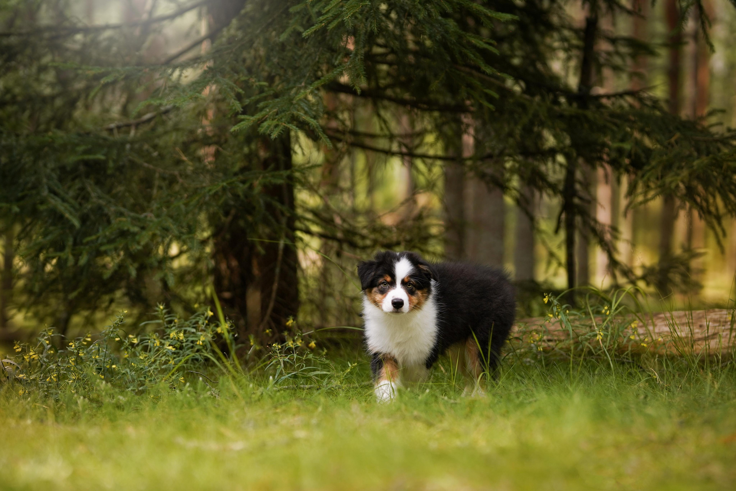 Щены аусси. Фотограф-анималист в Санкт-Петербурге Яна Мартынова