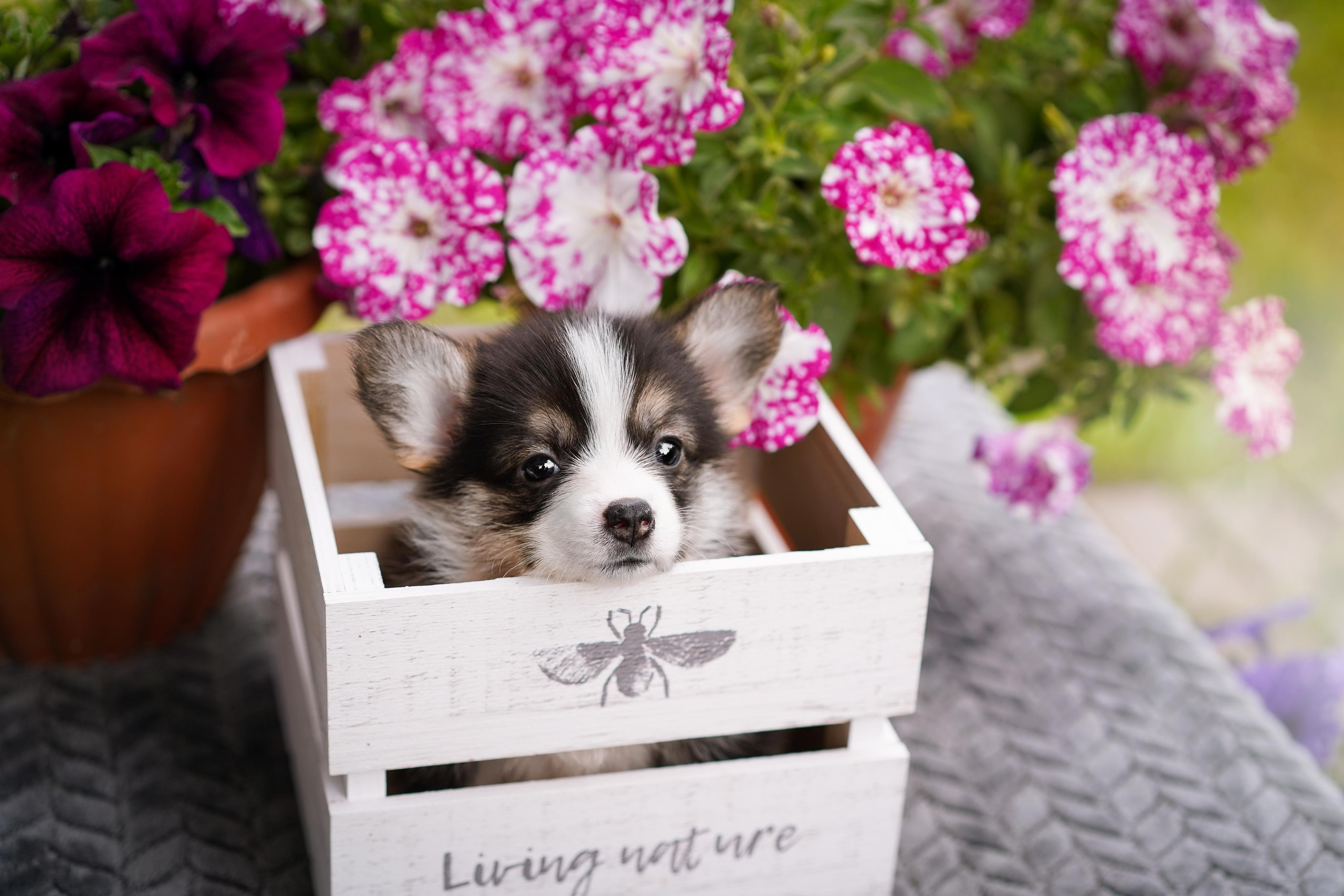 Щенки вельш-корги пемброк. Фотограф-анималист в Санкт-Петербурге Яна Мартынова