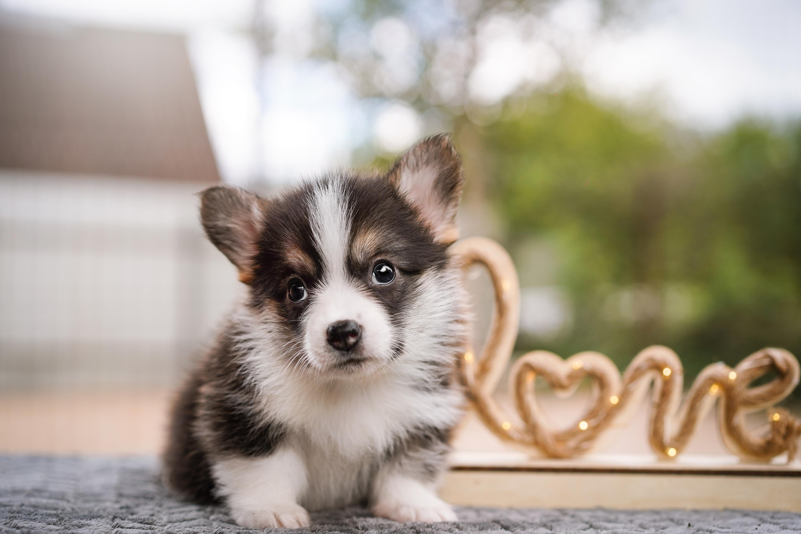Щенки вельш-корги пемброк. Фотограф-анималист в Санкт-Петербурге Яна Мартынова