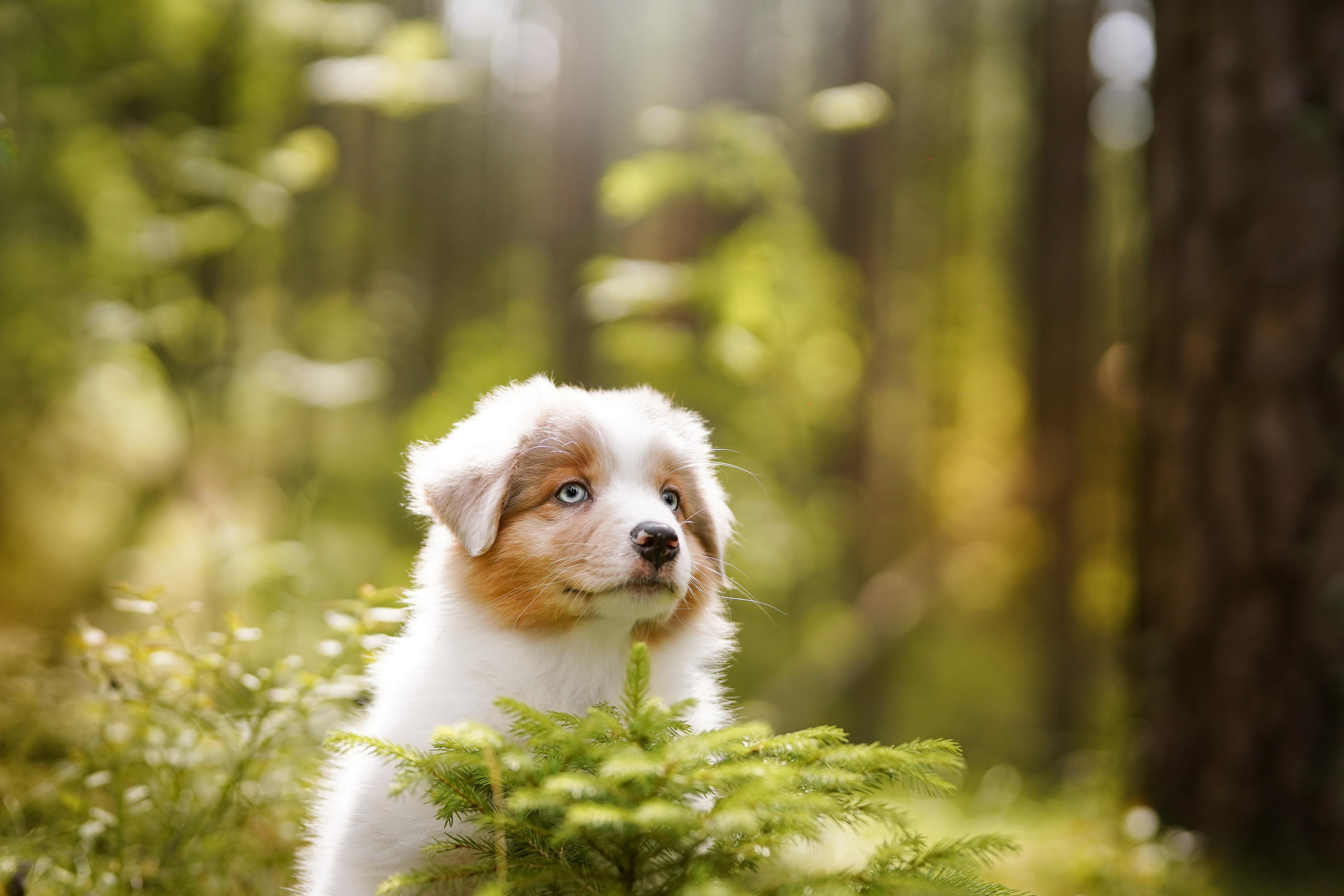 Щены аусси. Фотограф-анималист в Санкт-Петербурге Яна Мартынова
