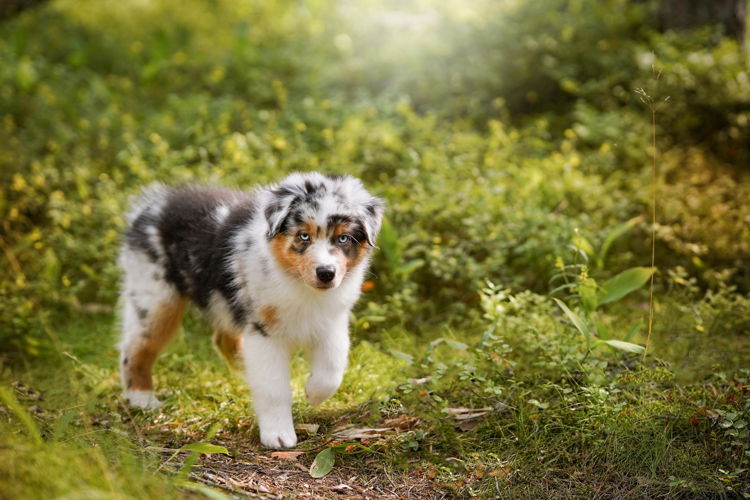 Щены аусси. Фотограф-анималист в Санкт-Петербурге Яна Мартынова