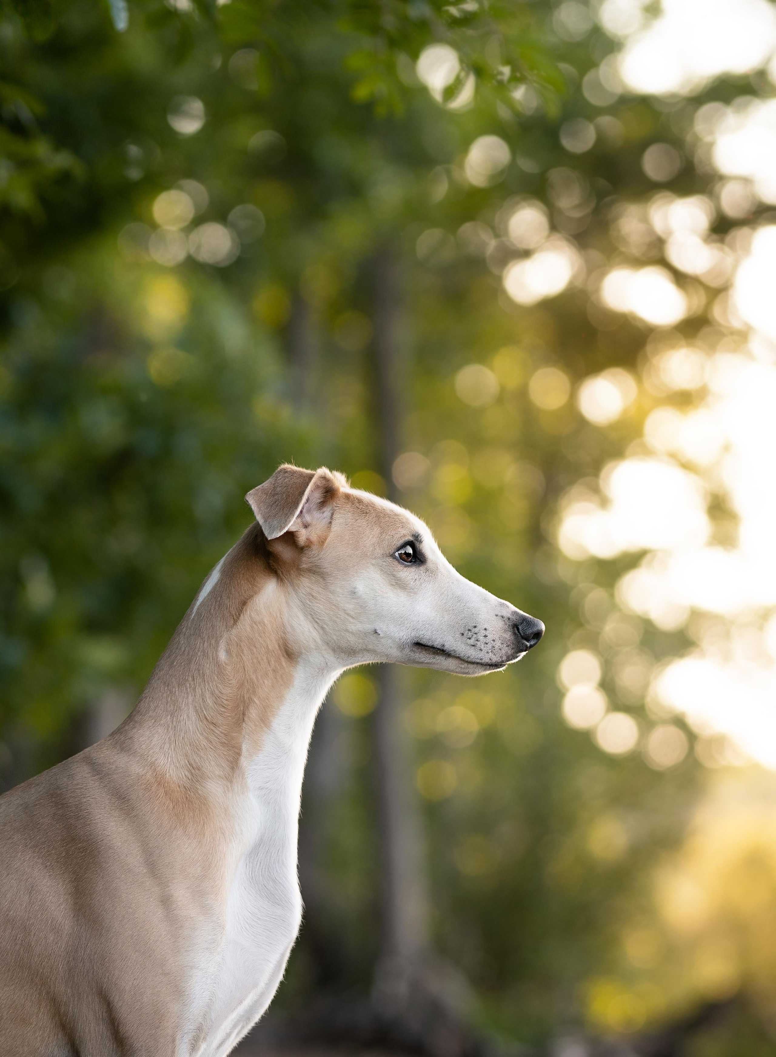 Экстерьерная съемка 2023. Фотограф-анималист в Санкт-Петербурге Яна Мартынова