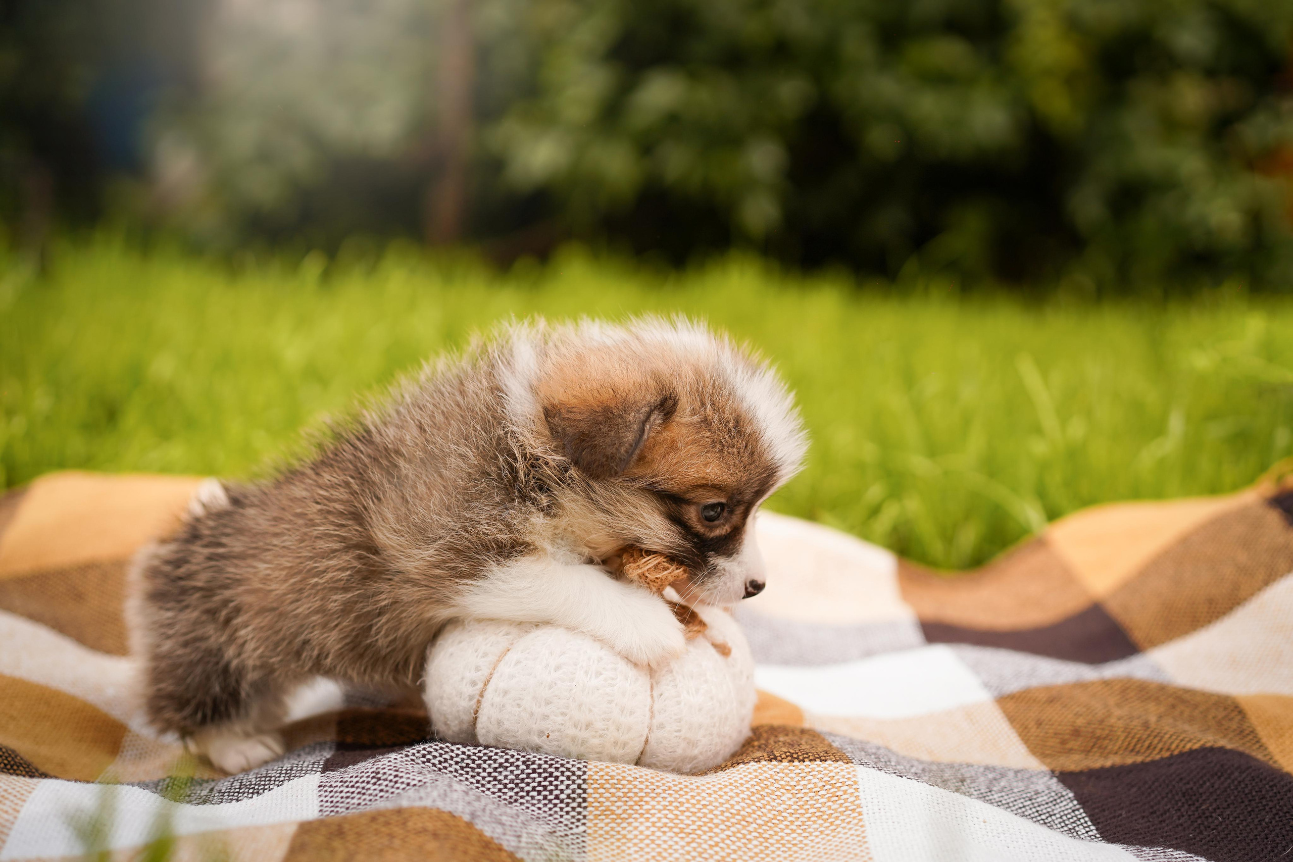 Щенки вельш-корги пемброк. Фотограф-анималист в Санкт-Петербурге Яна Мартынова