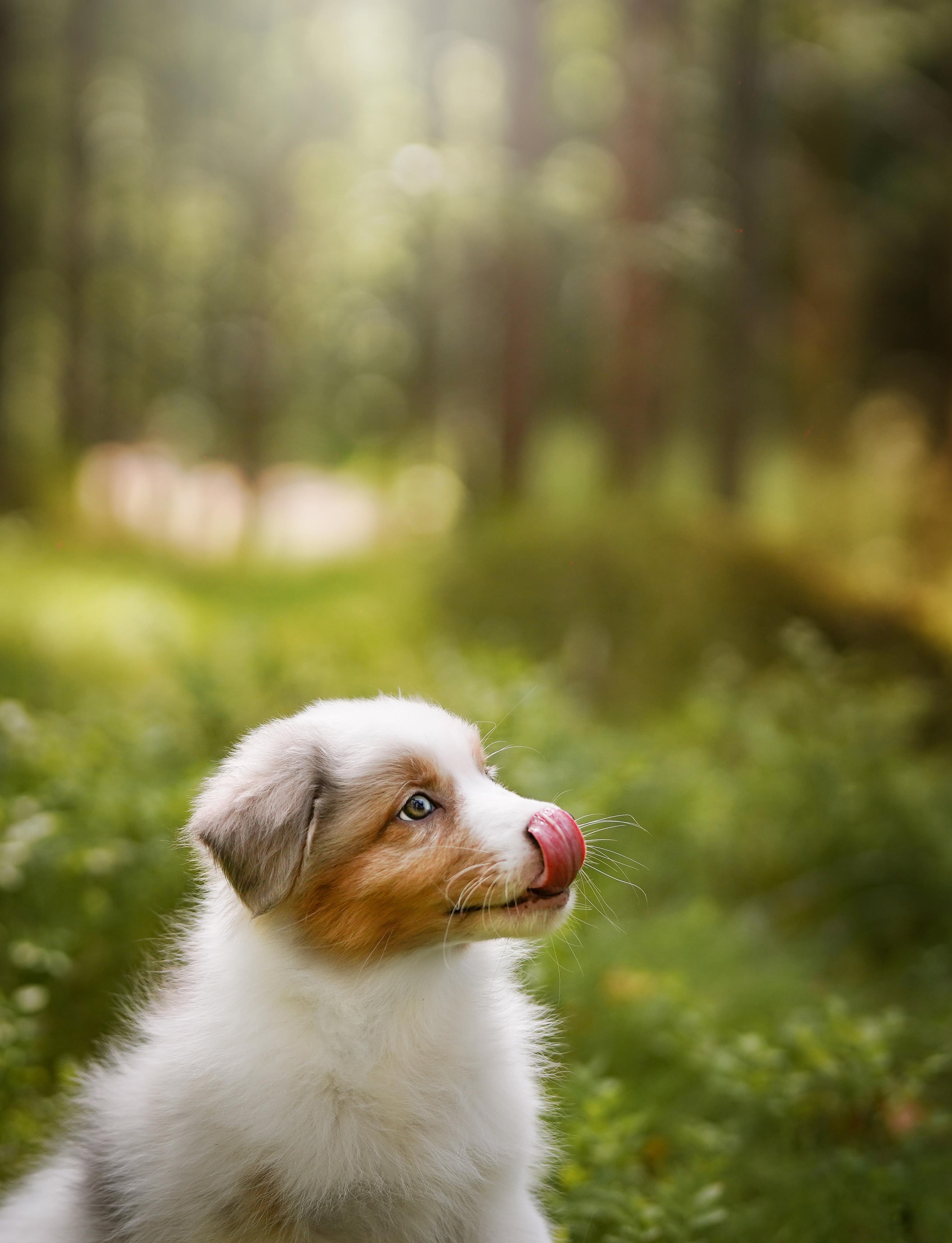 Щены аусси. Фотограф-анималист в Санкт-Петербурге Яна Мартынова