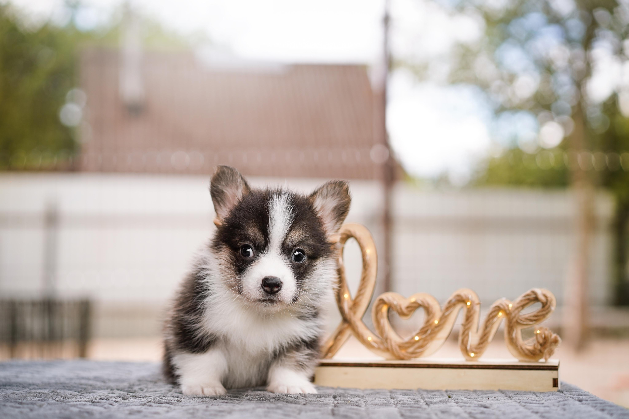 Щенки вельш-корги пемброк. Фотограф-анималист в Санкт-Петербурге Яна Мартынова