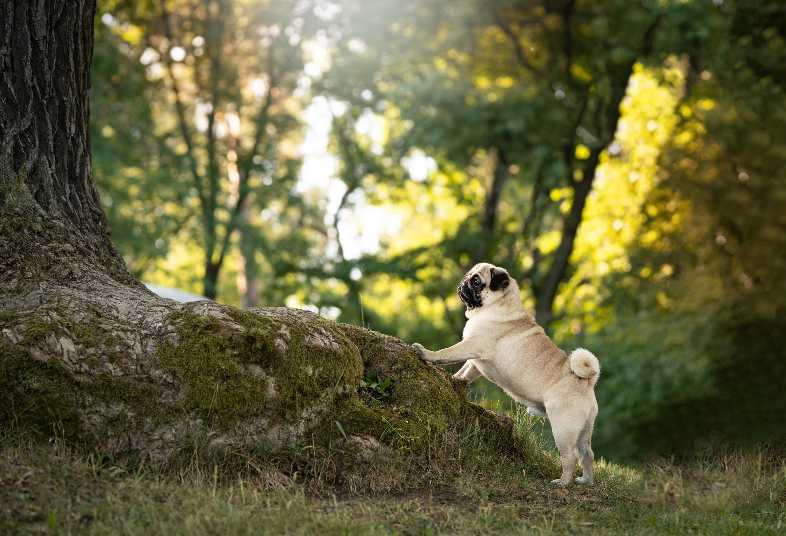 Экстерьерная съемка 2023. Фотограф-анималист в Санкт-Петербурге Яна Мартынова