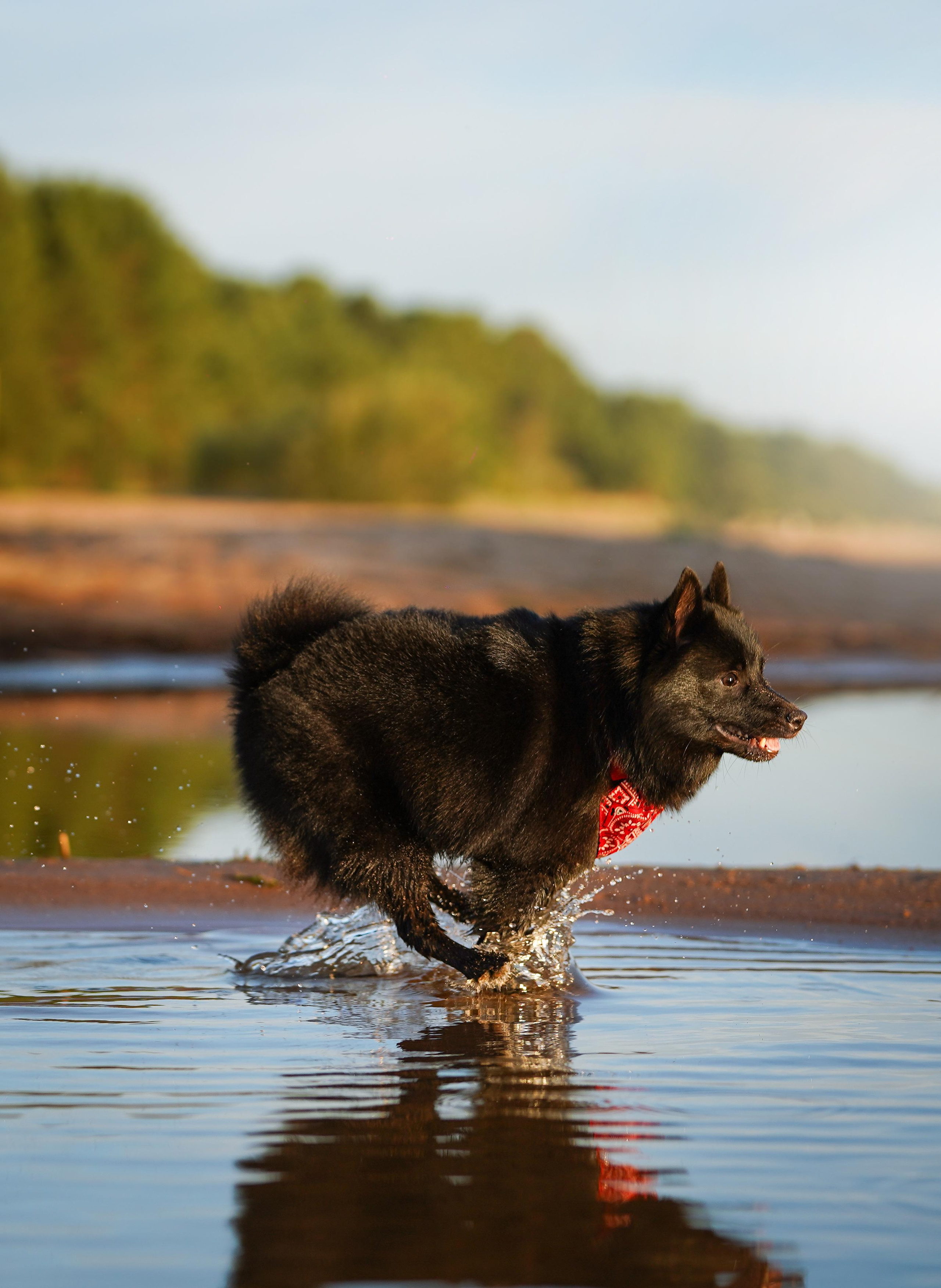 Аня и Мишель. Фотограф-анималист в Санкт-Петербурге Яна Мартынова